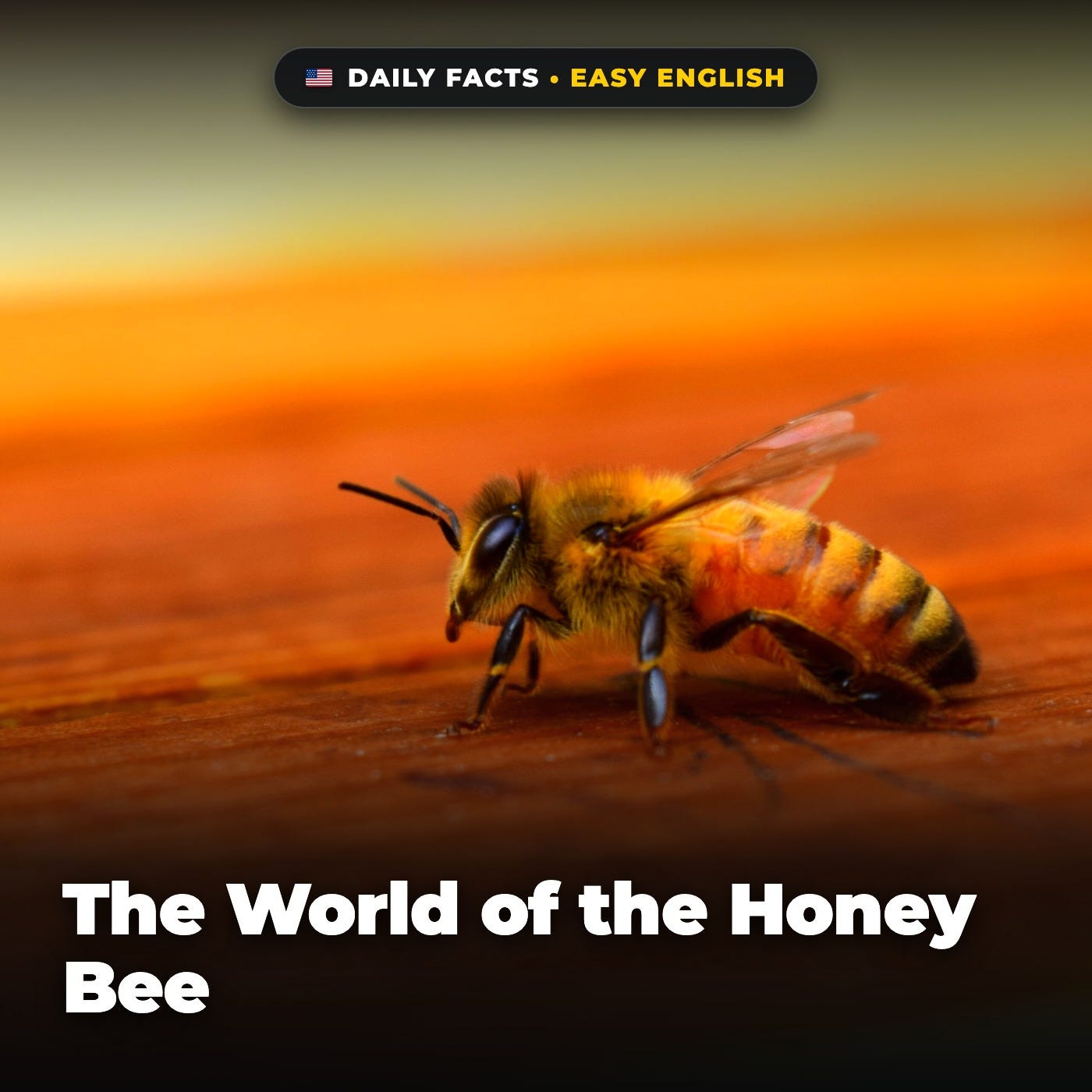The World of the Honey Bee in Easy English episode artwork