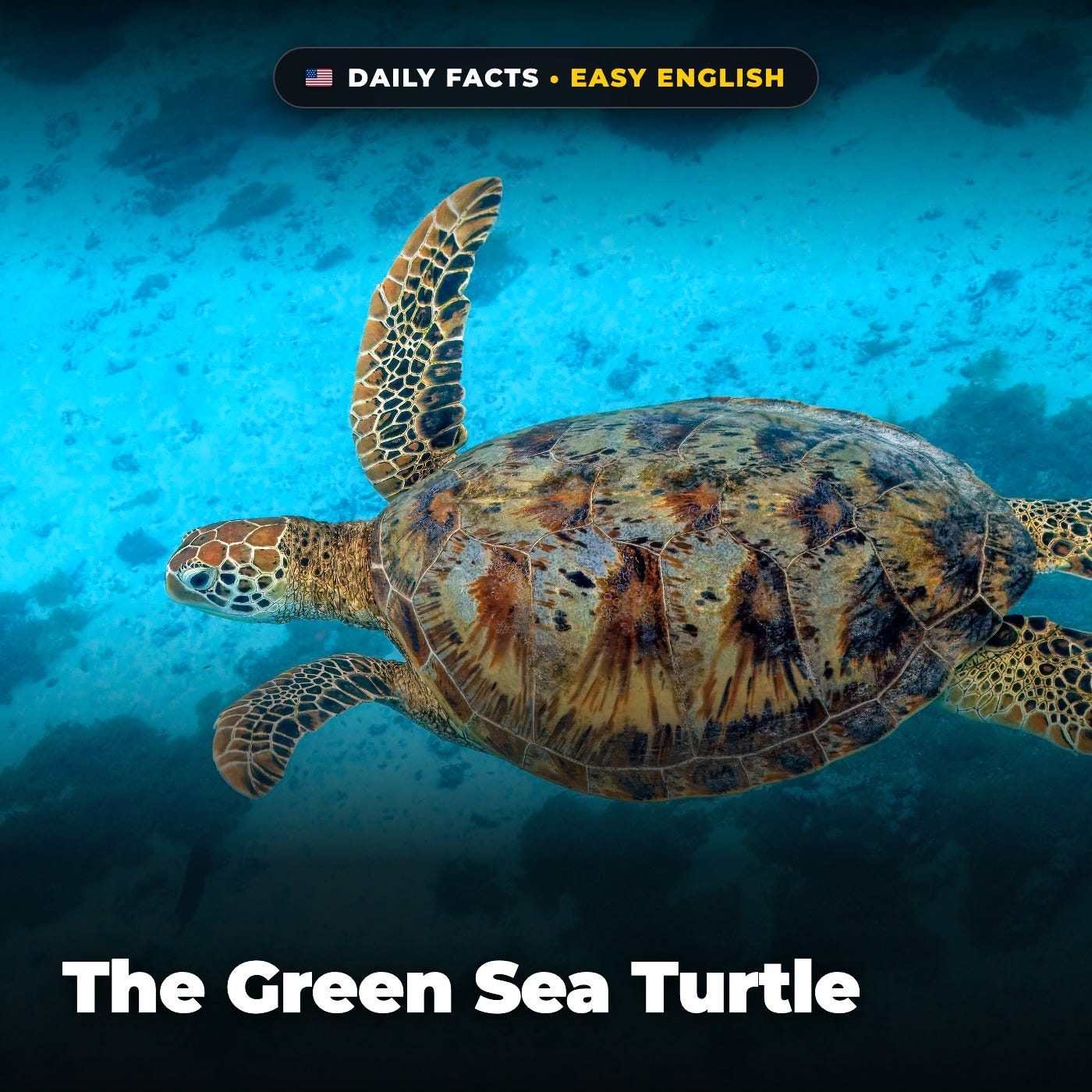 The Green Sea Turtle in Easy English episode artwork