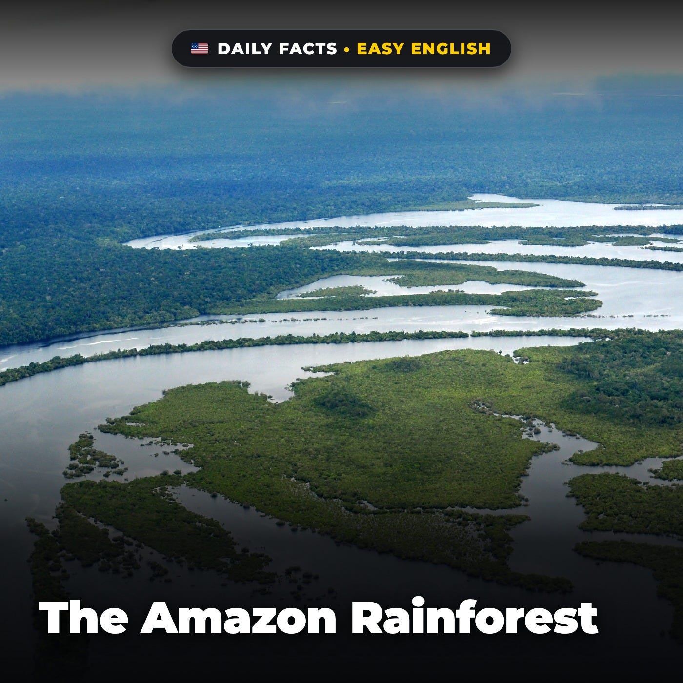 The Amazon Rainforest in Easy English episode artwork