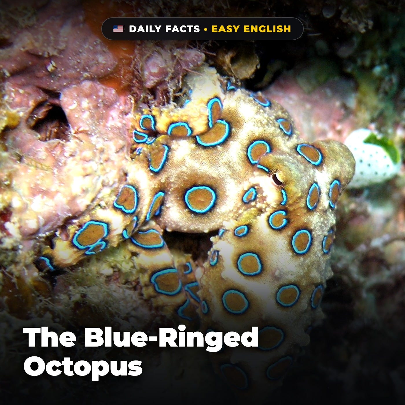 The Blue-Ringed Octopus in Easy English episode artwork