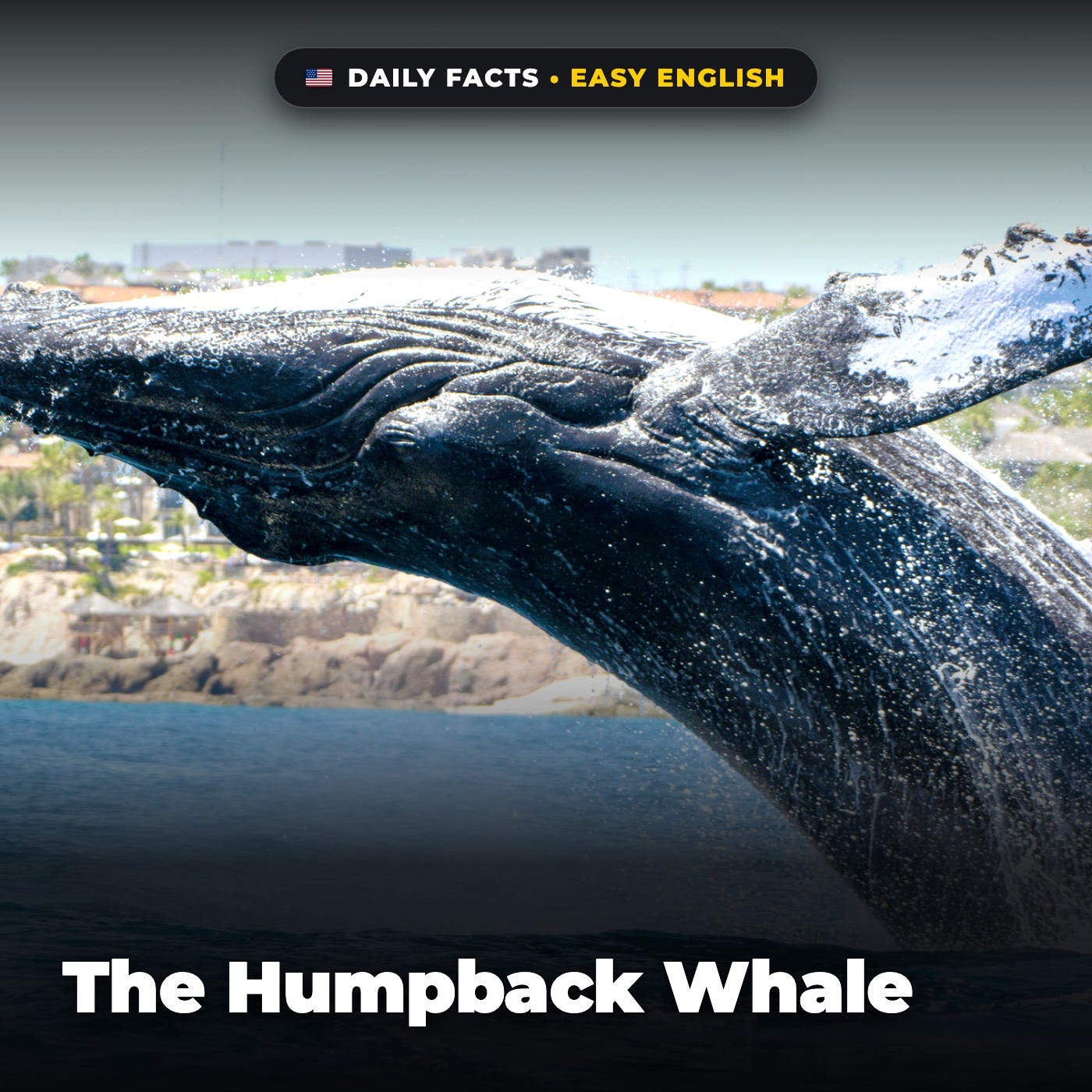 The Humpback Whale in Easy English episode artwork