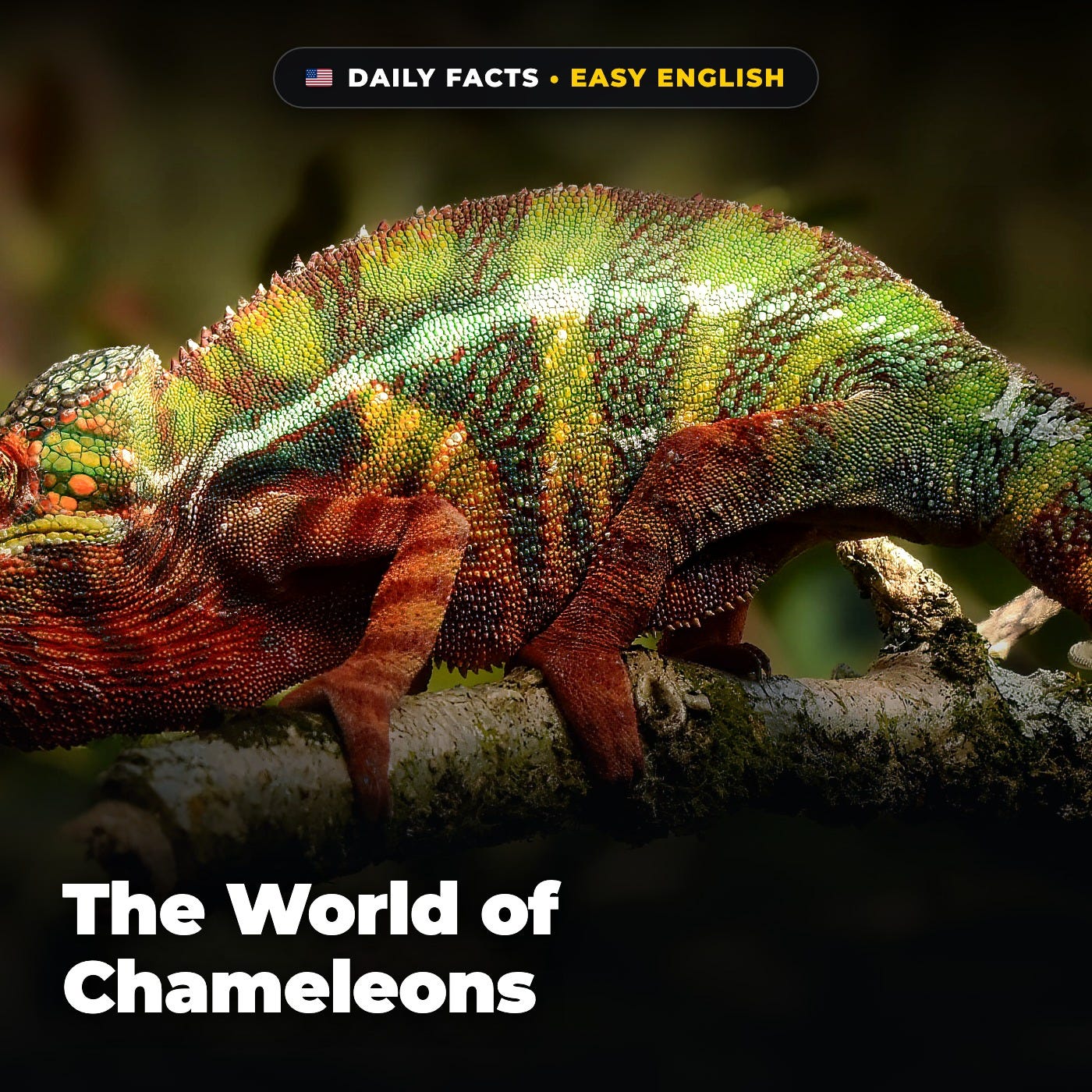 The World of Chameleons in Easy English episode artwork