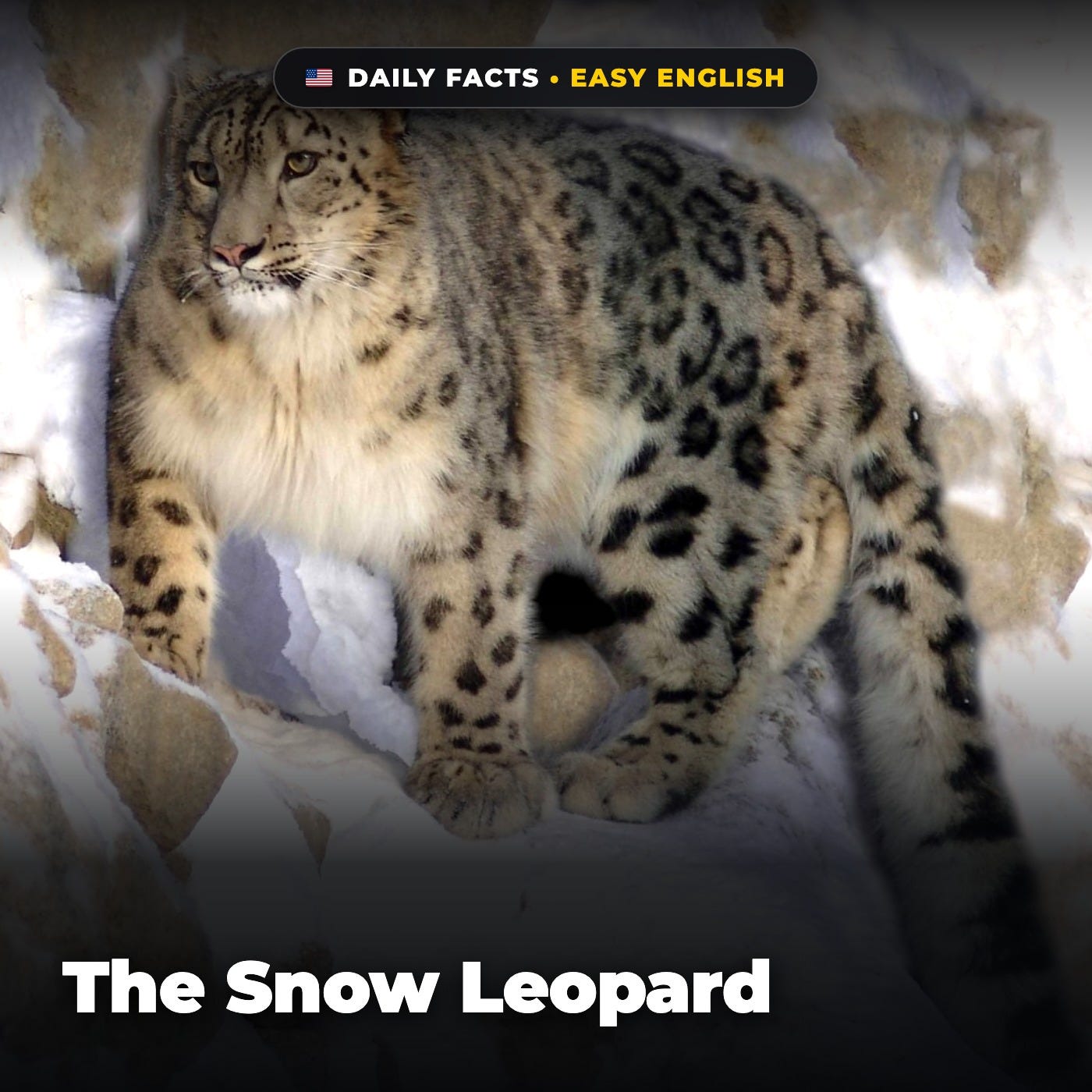 The Snow Leopard in Easy English episode artwork