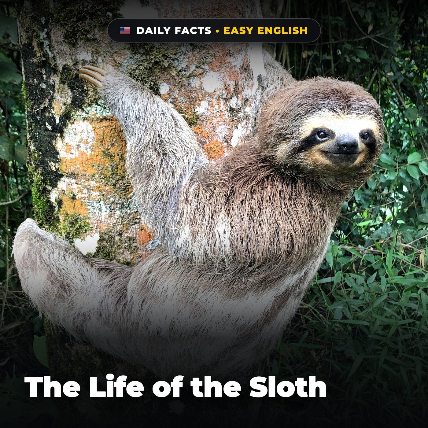 The Life of the Sloth in Easy English episode artwork