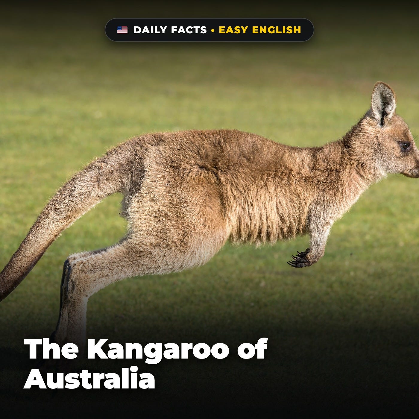The Kangaroo of Australia in Easy English episode artwork