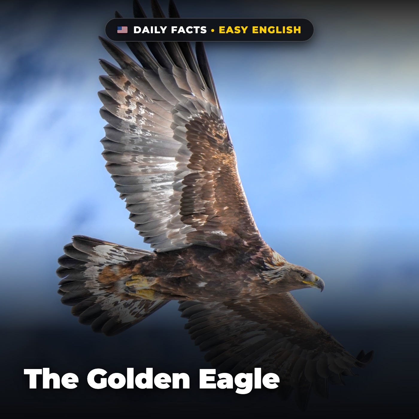 The Golden Eagle in Easy English episode artwork
