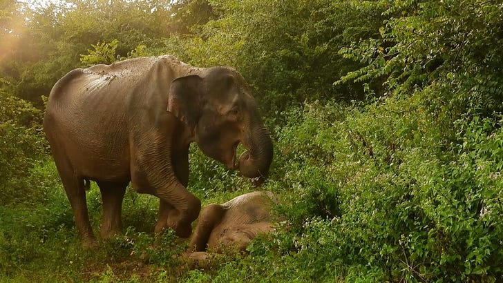 S4|EP21 - Asian Elephant Conservation: DNA Census, Rescues & Human-Elephant Conflict | Nikki Sharp