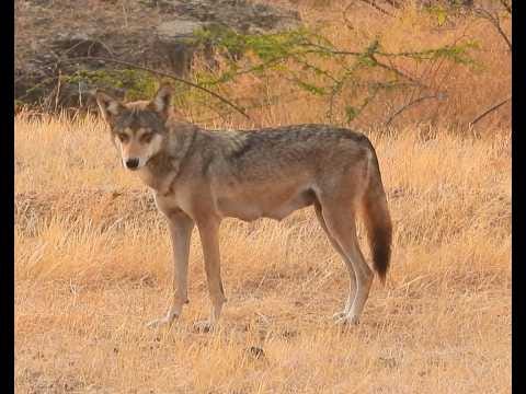 S4|EP22 -Are Indian Wolves the Oldest Wolf Lineage? Wolf Genetics with Omar Khayam S4|EP22 -Are Indian Wolves the Oldest Wolf Lineage? Wolf Genetics with Omar Khayam