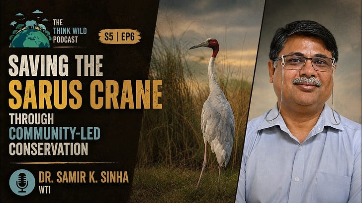 S5|EP6 - Saving the Sarus Crane through Community-led Conservation | Samir K. Sinha | Wildlife Trust of India episode artwork
