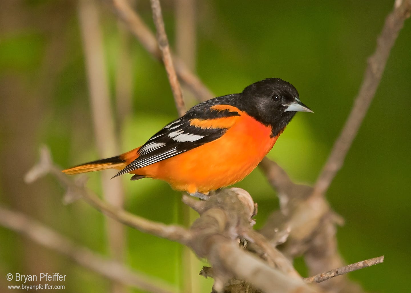 Birds and the Examined Life