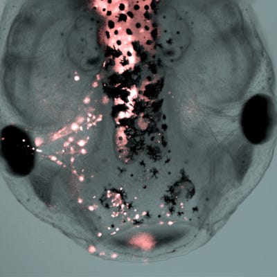 Bioelectric Computation (Ep 39 Re-release)