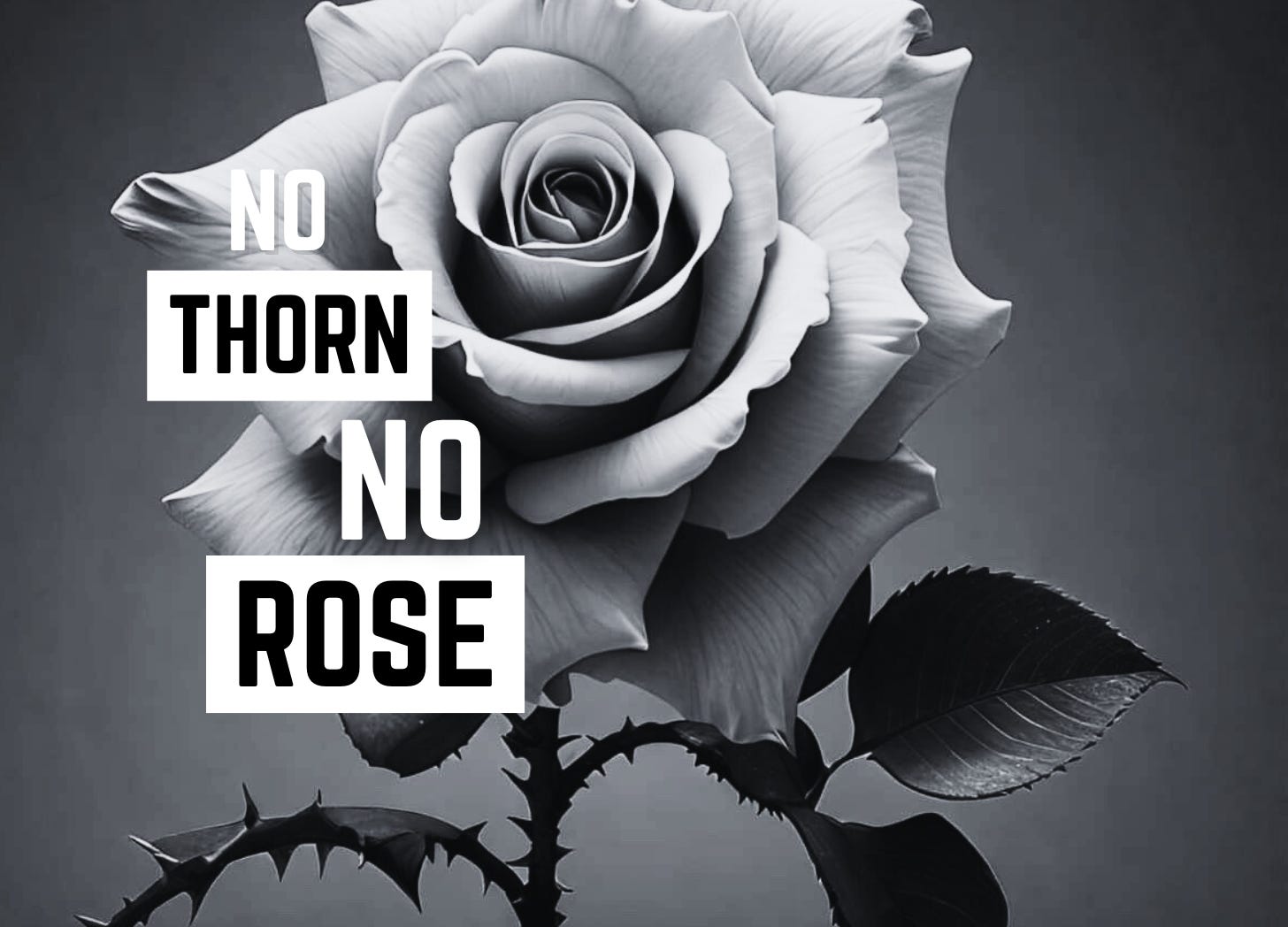 No Thorn, No Rose episode artwork