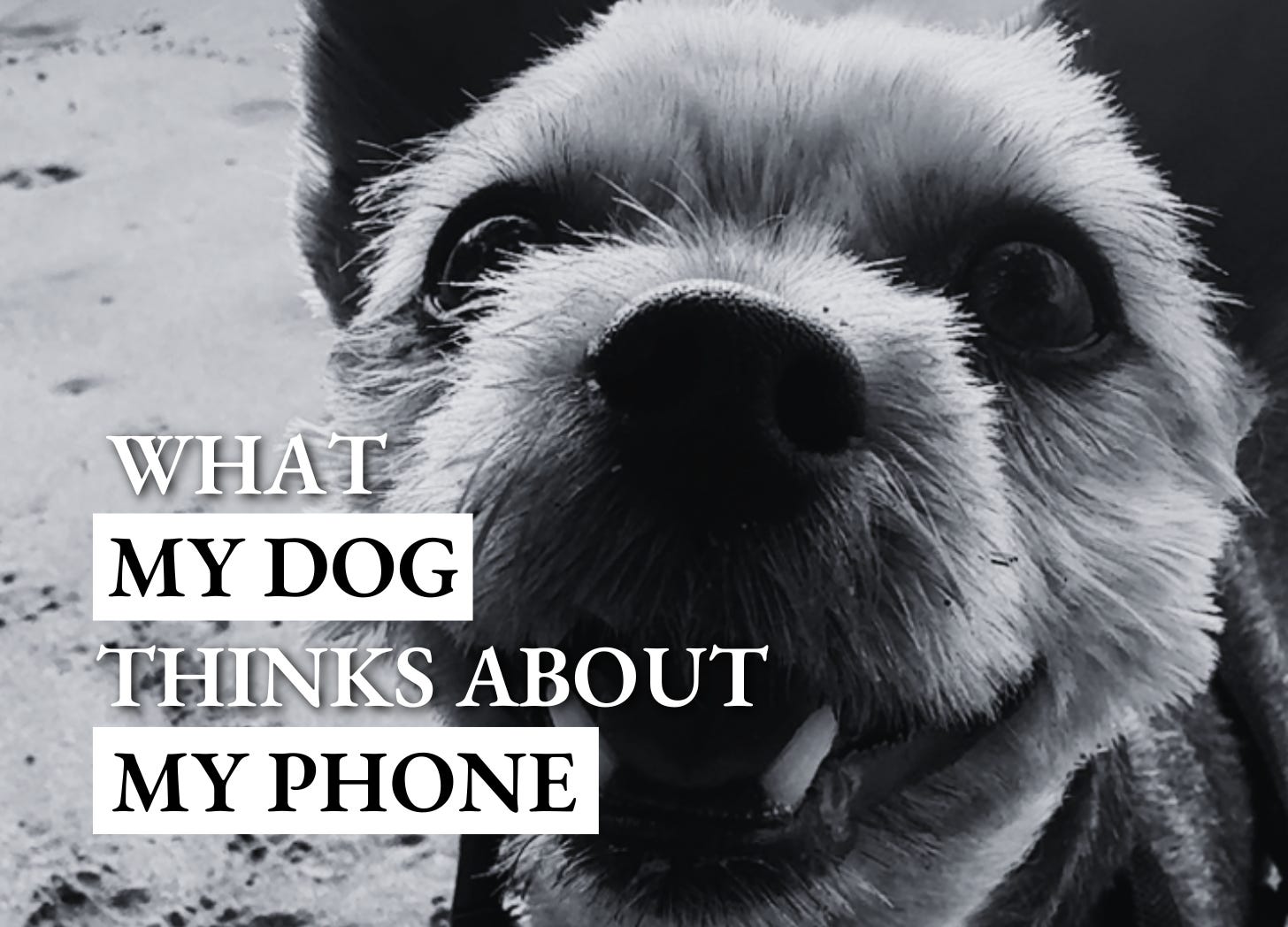 The Freethinker 1-1-1: What my dog thinks about my phone episode artwork