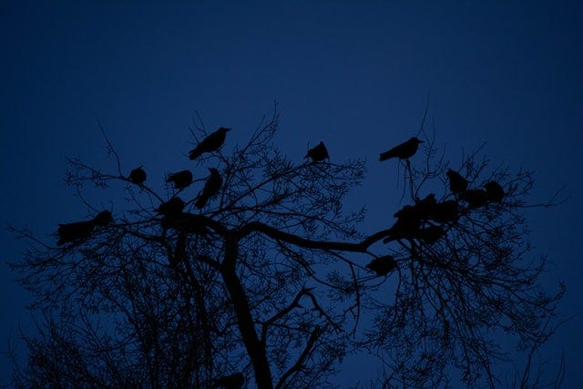 Surprising Offspring Podcast