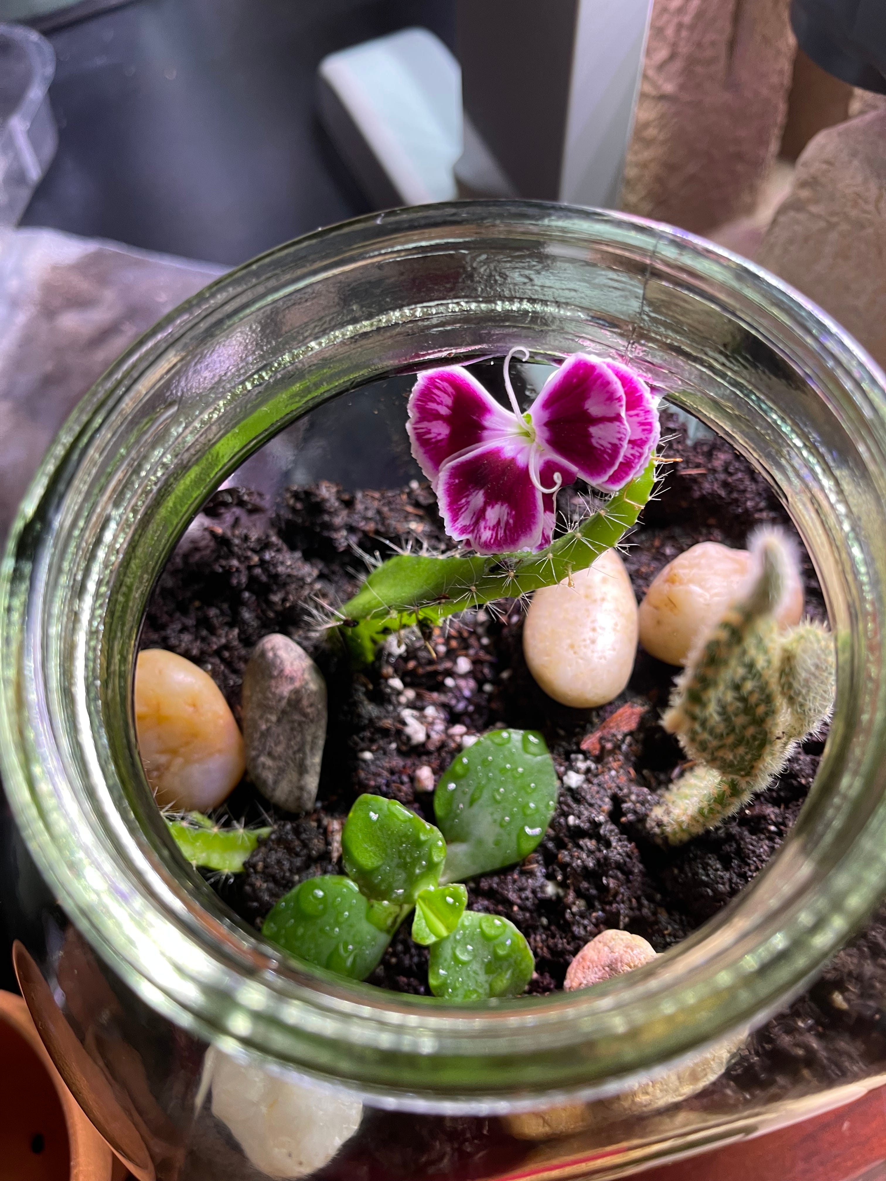 Carolyn Talks 6th chapter of the gospel of John( NKJV)