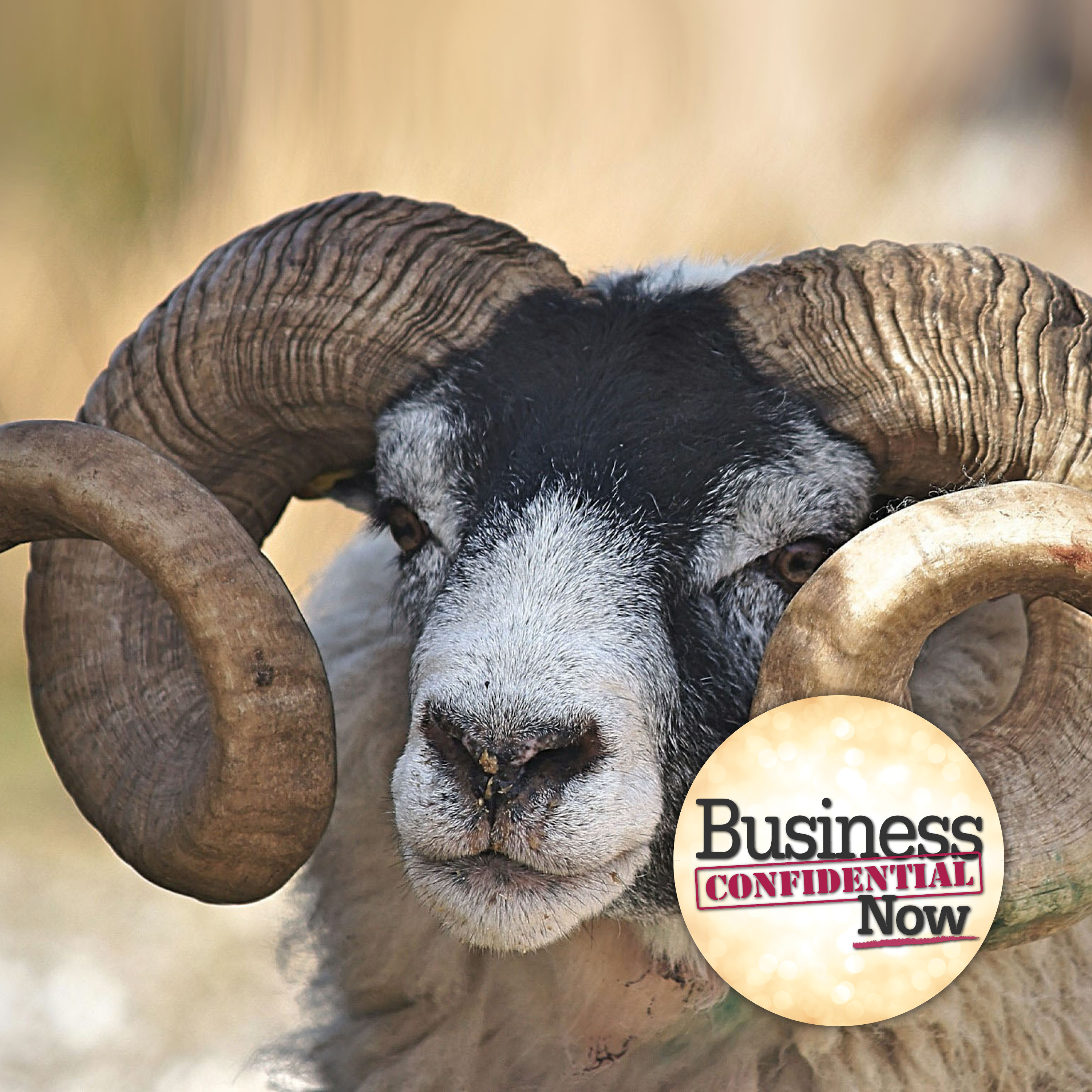 How to Successfully Grab Organizational Change Management by the Horns with Erika Andersen episode artwork