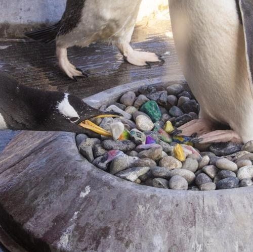 Lisa: "I'm Not Crying, You Are!"penguins picking kids' painted pebbles is so sweet 🐧🪺 - 3/8/2026