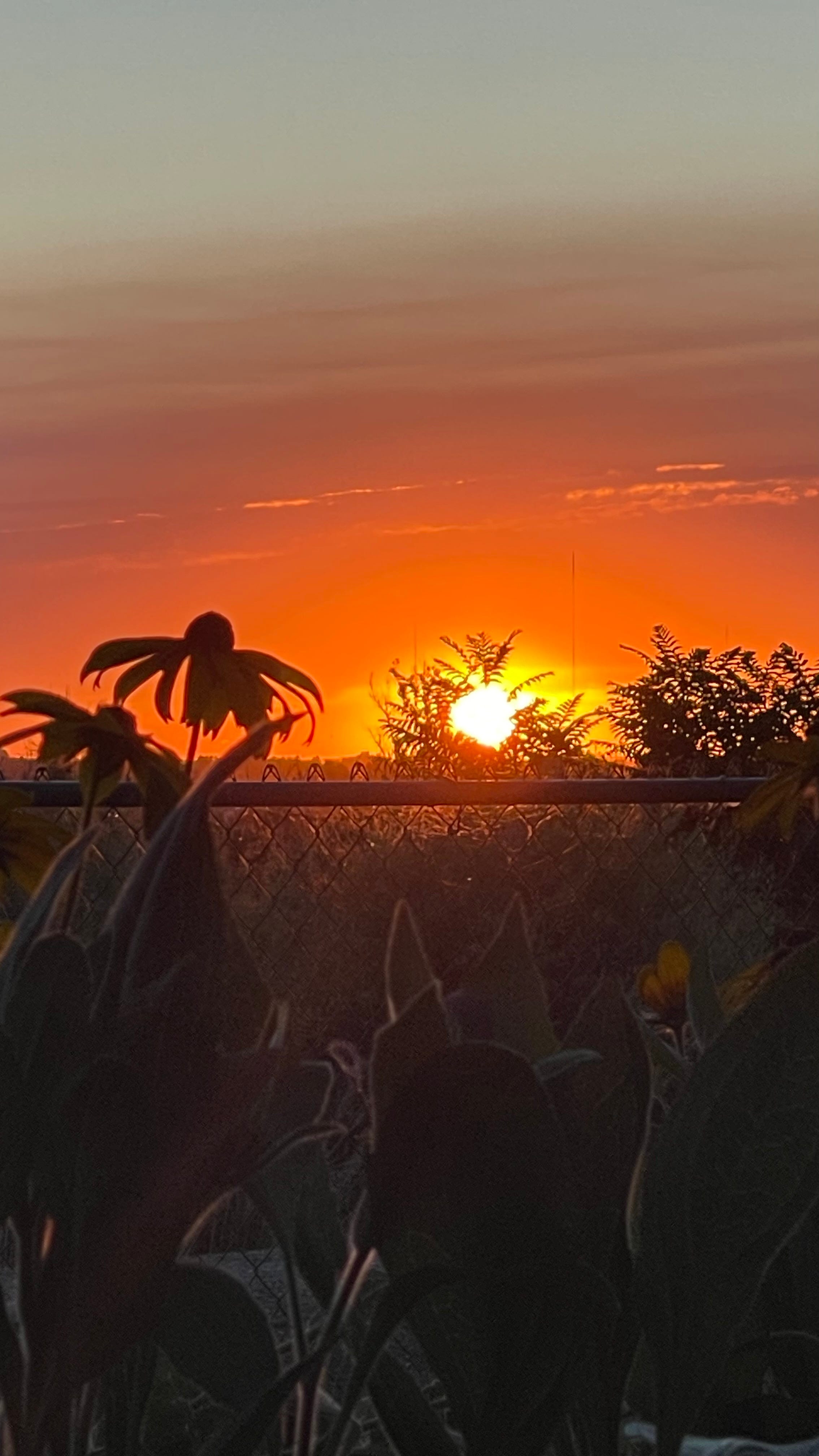 Sunrise 7/17/23 episode artwork