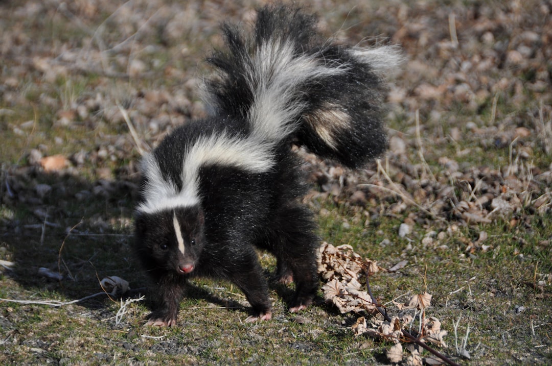 The Skunk