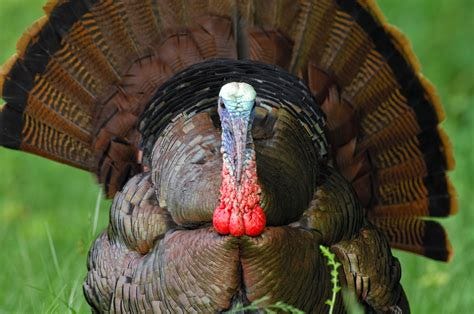 Turkey Names $CPB $MKC where's your @MangiaTV Rub? @hfrfromthefloor wonders about $HG_F how that relates to $TSLA $AAPL $HOG $NG_F goes to next level please take some profit episode artwork