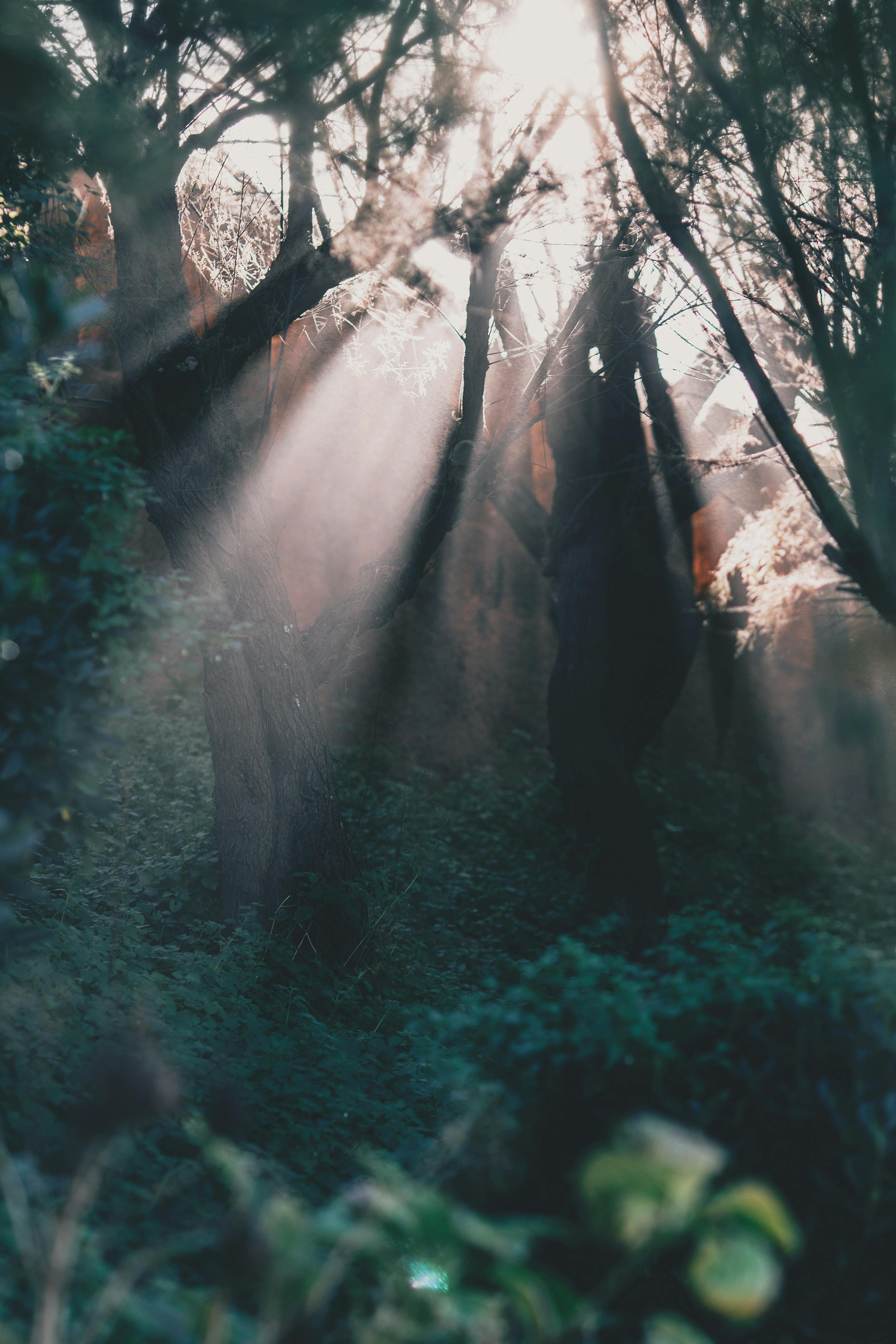 The Living World