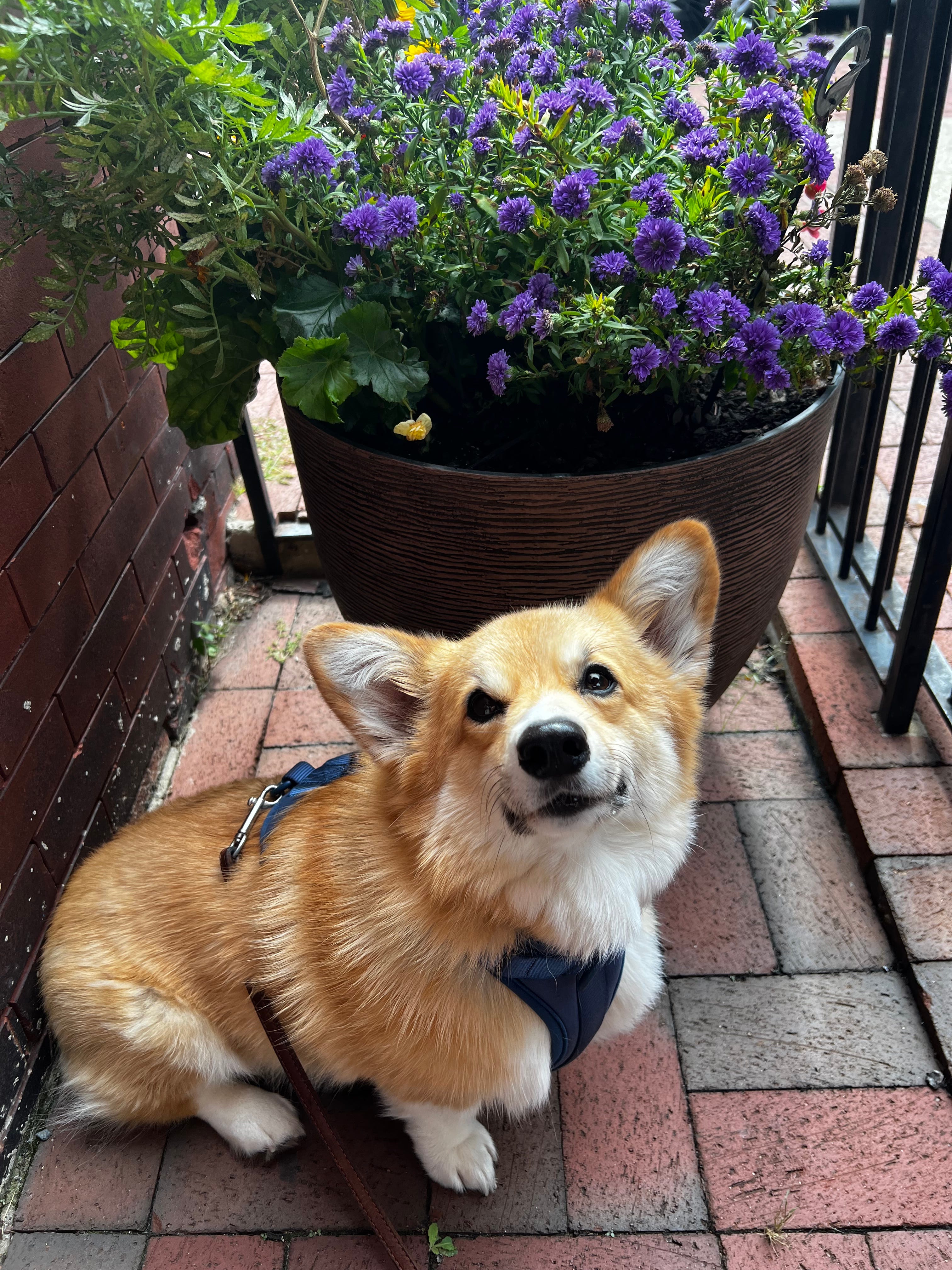 Soapbox Where I Can Shout It Podcast