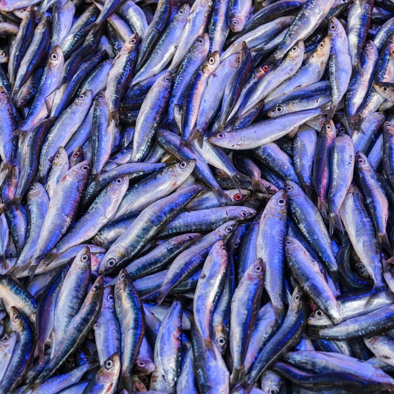 Bonus Episode: Consider the Anchovy Bonus Episode: Consider the Anchovy