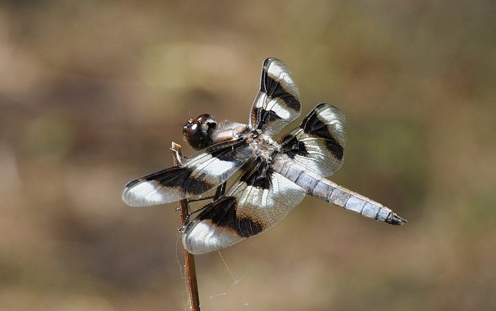 2. Making a Dragonfly Friend