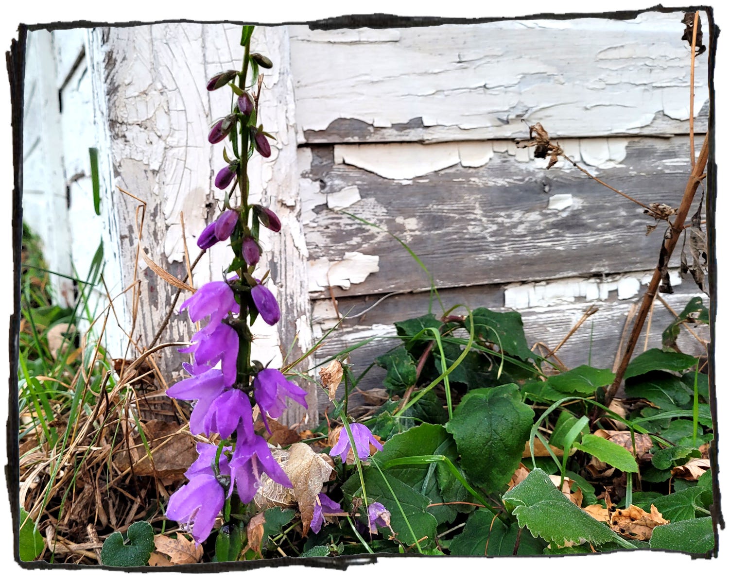 Walter Rhein Podcast