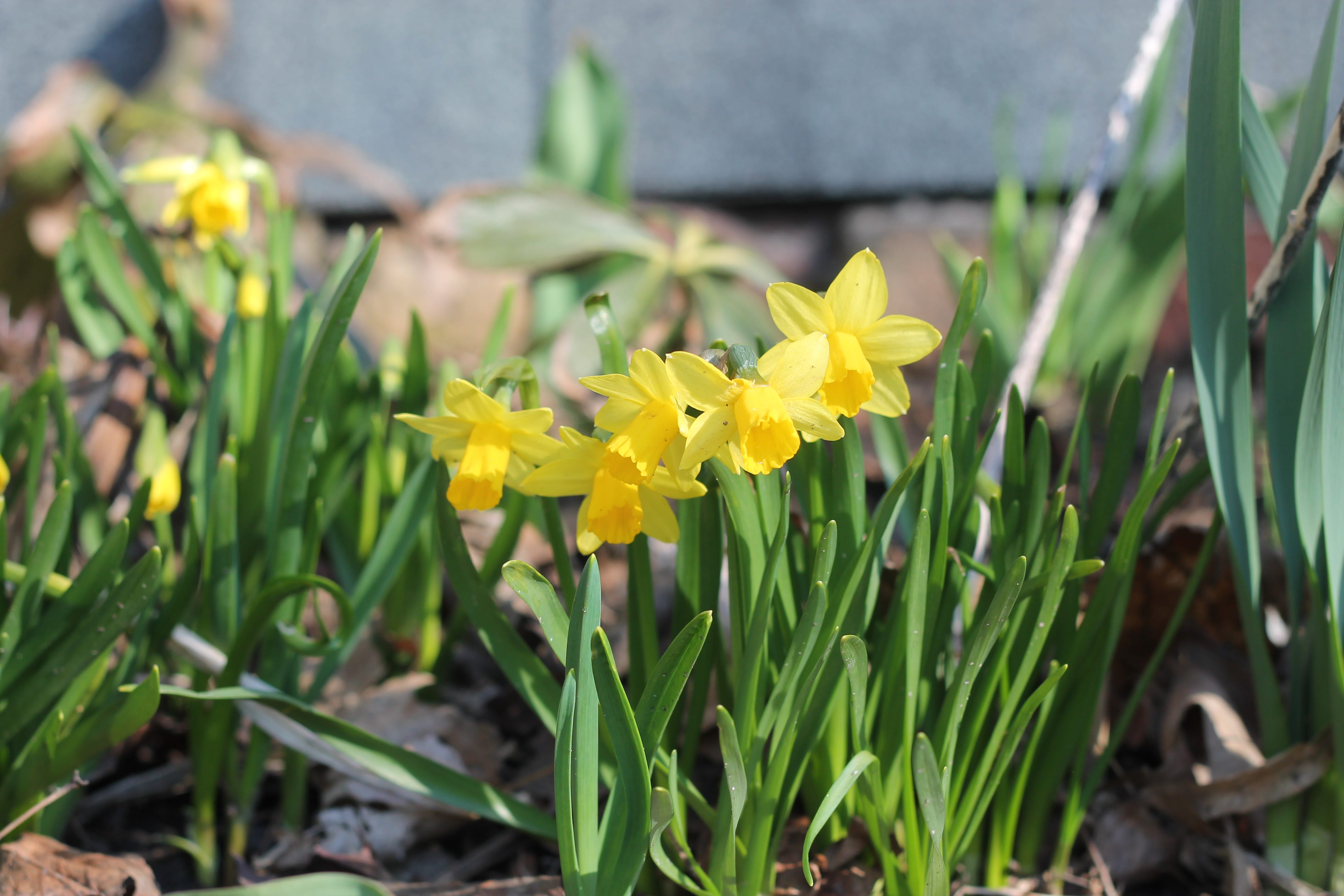 Gardening Out Loud