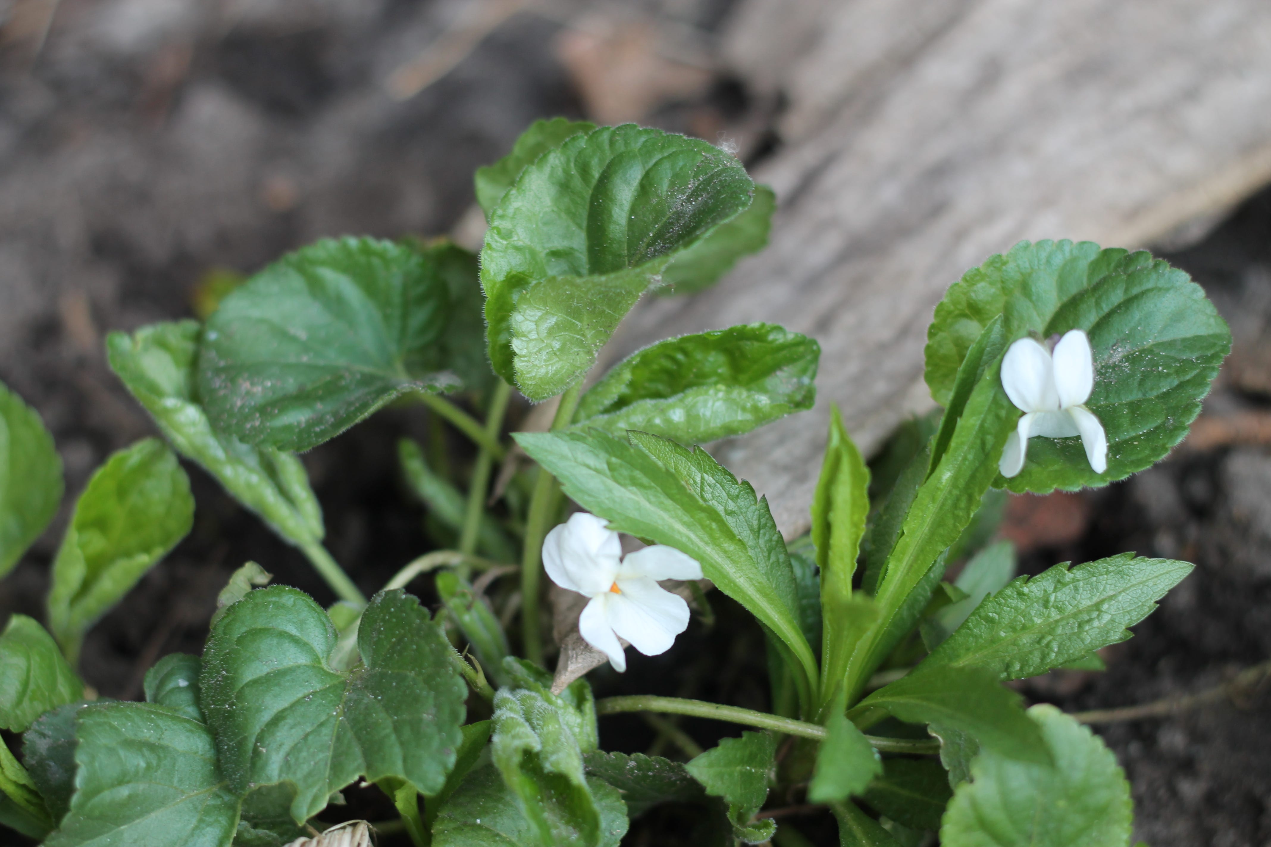 Gardening Out Loud