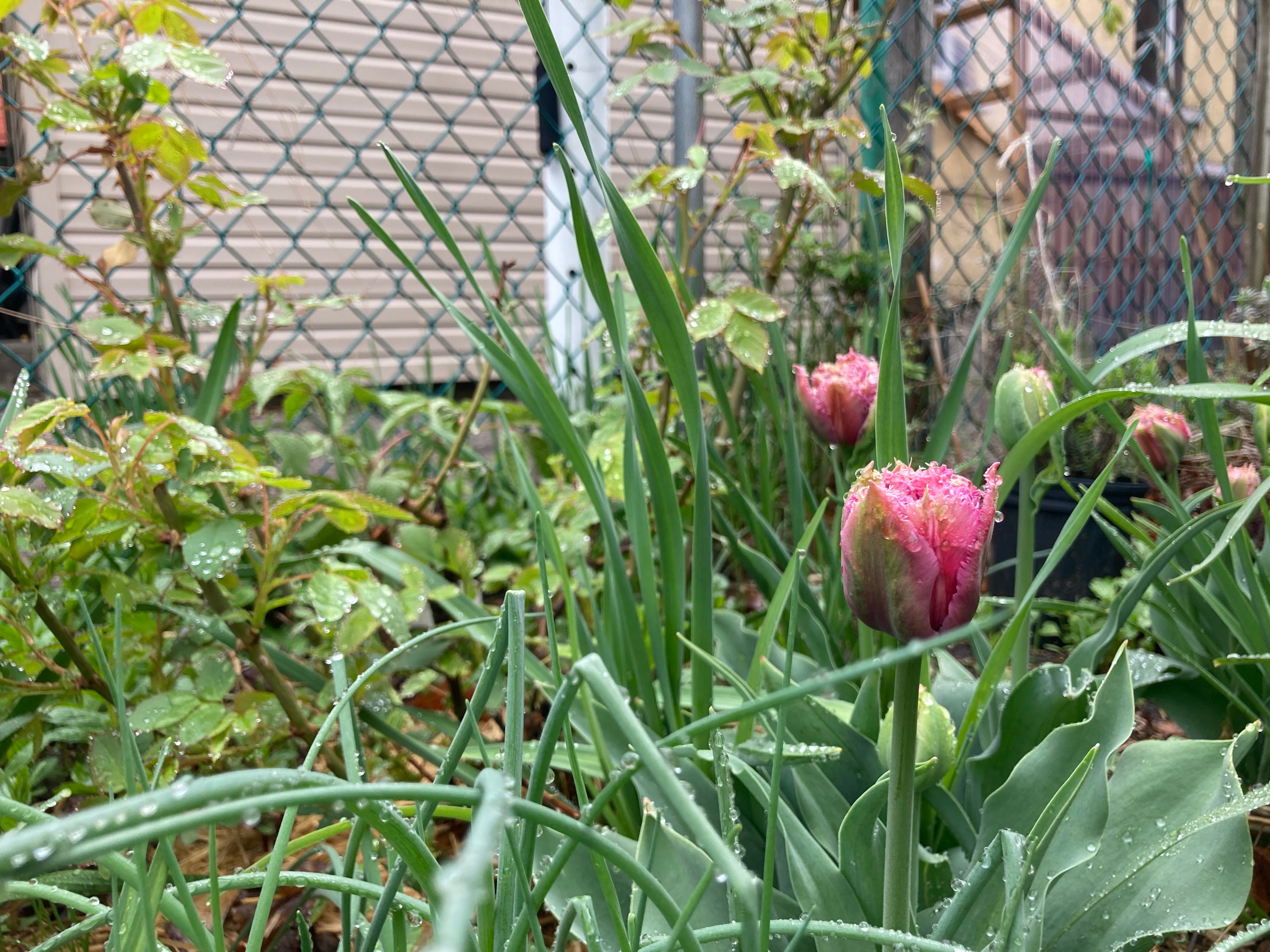 Gardening Out Loud