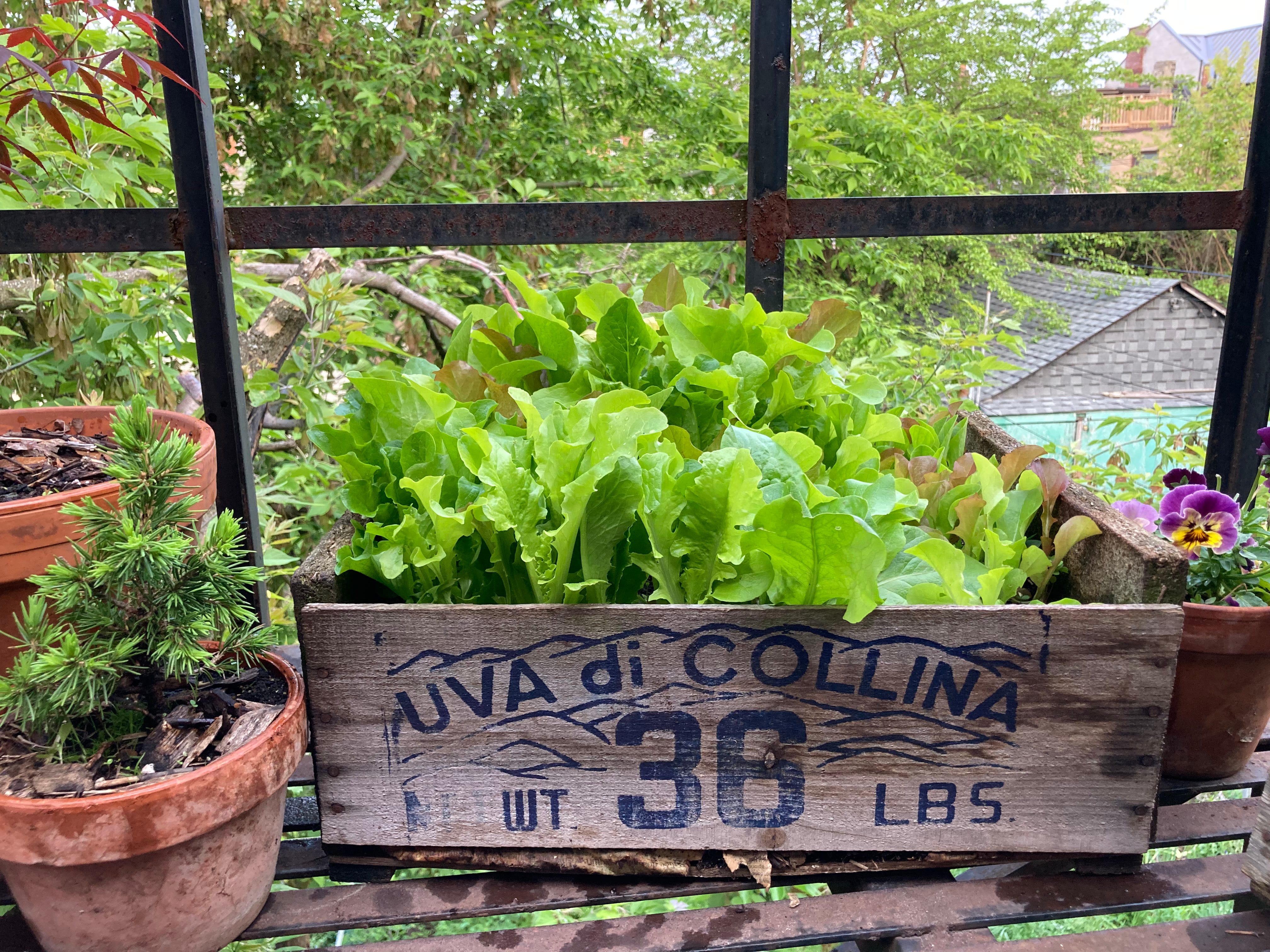 Gardening Out Loud
