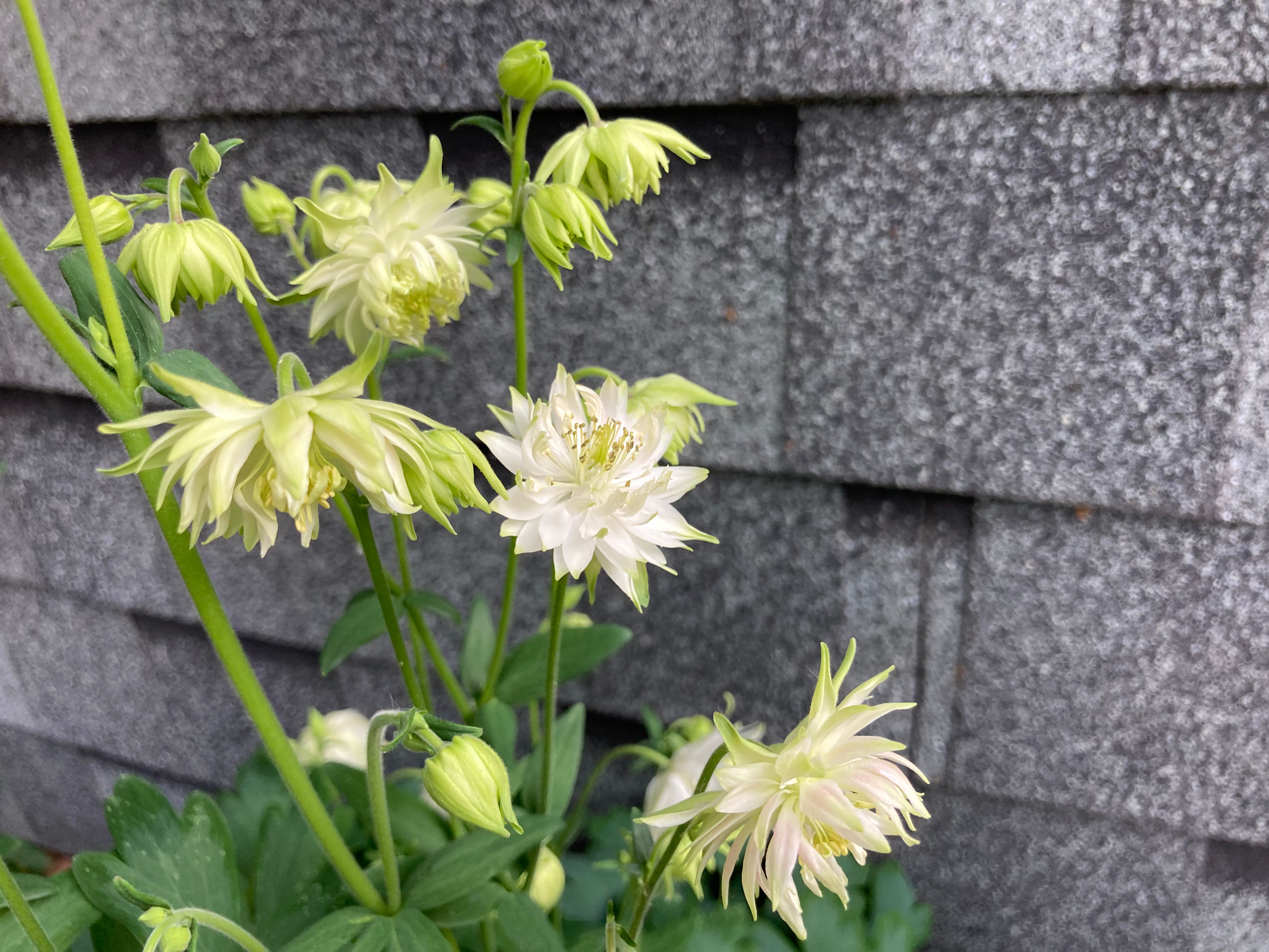 Gardening Out Loud