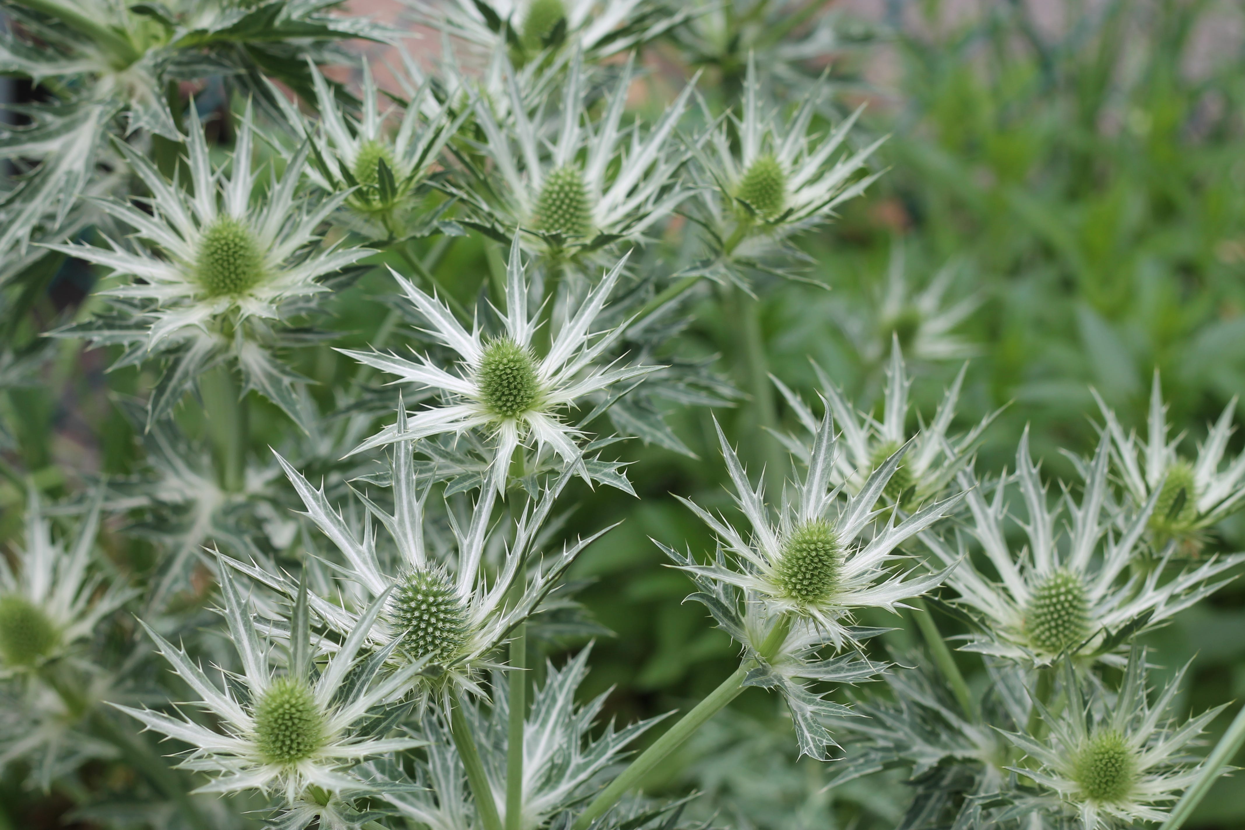 Gardening Out Loud