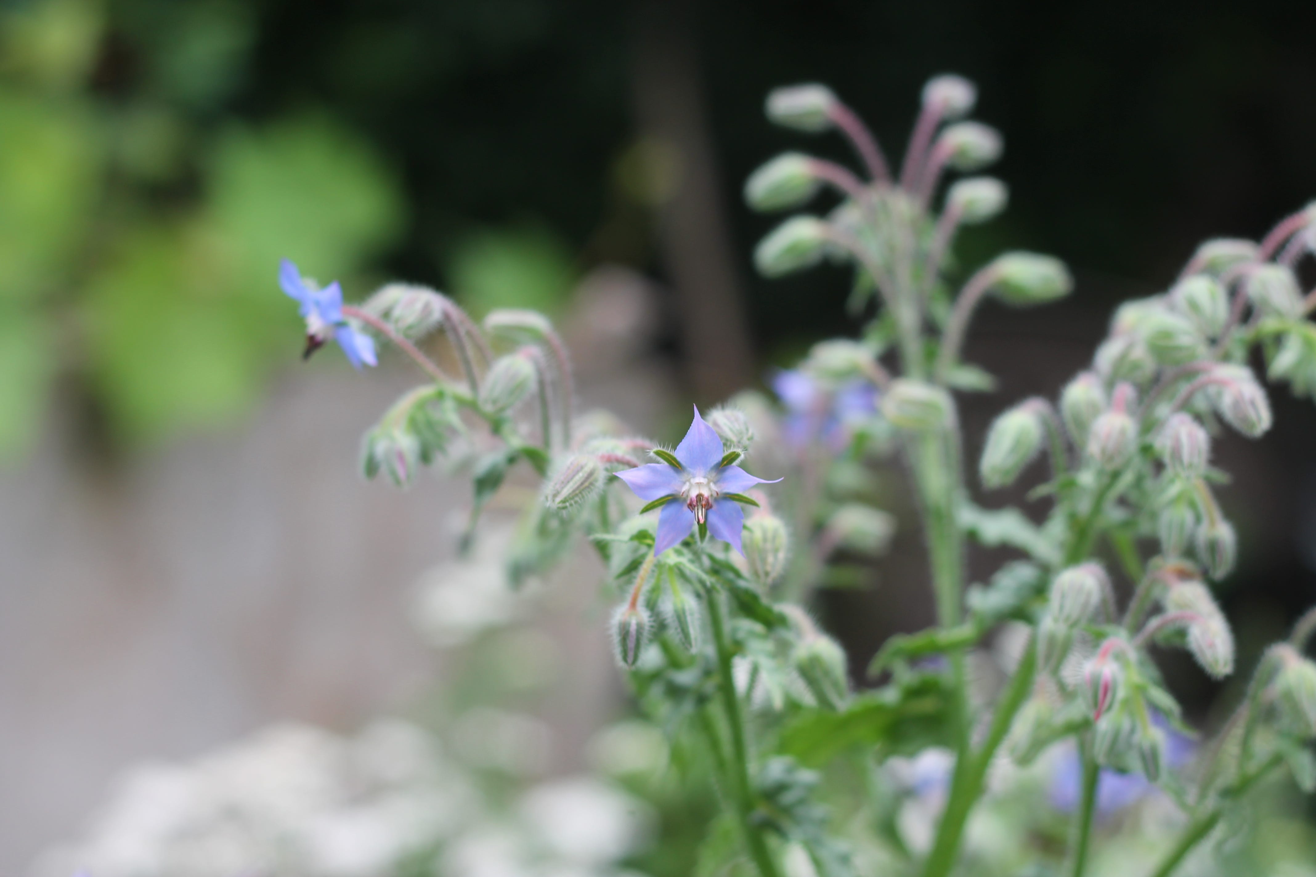 Gardening Out Loud