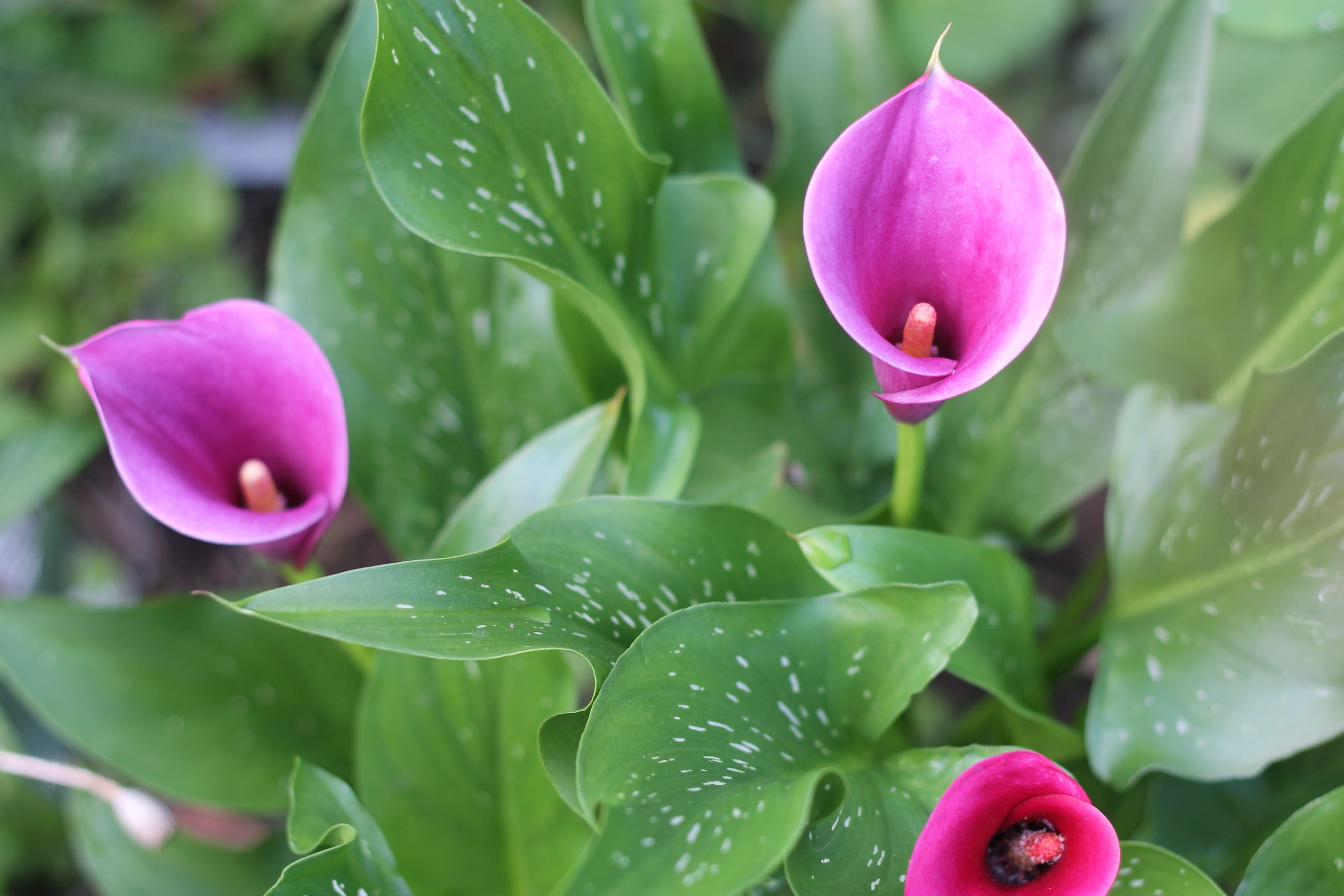 Gardening Out Loud