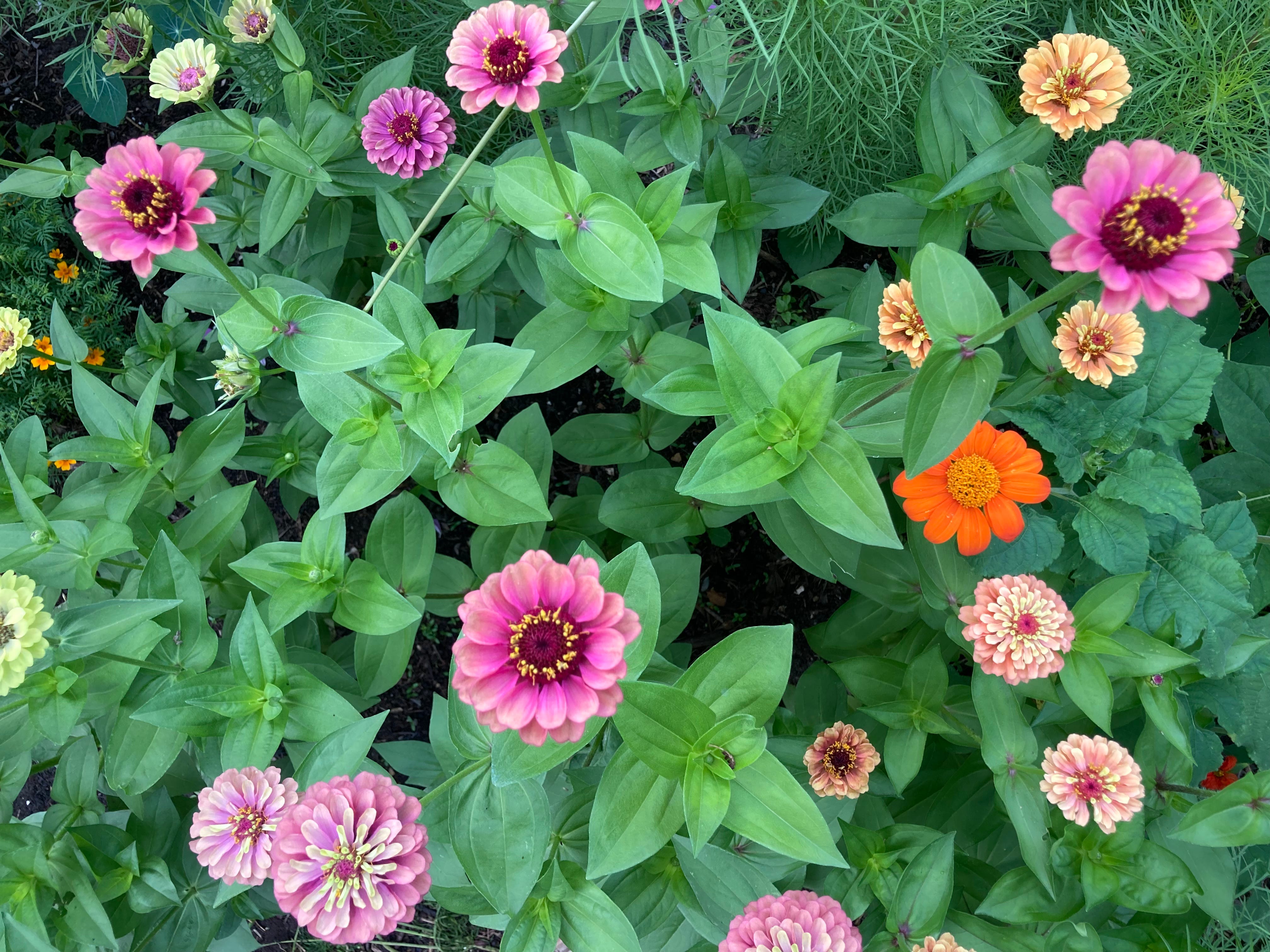 Gardening Out Loud