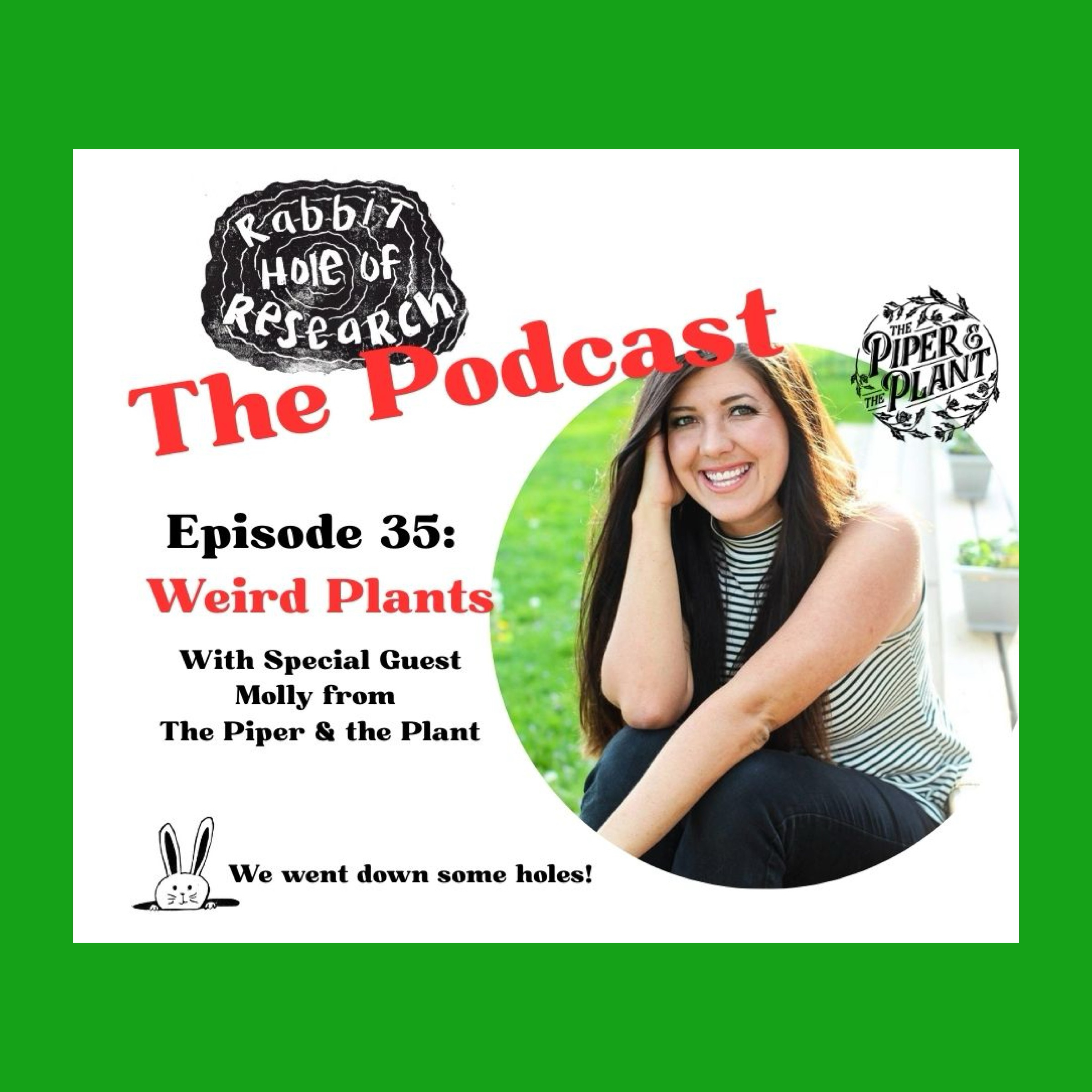 Rabbit Hole of Research