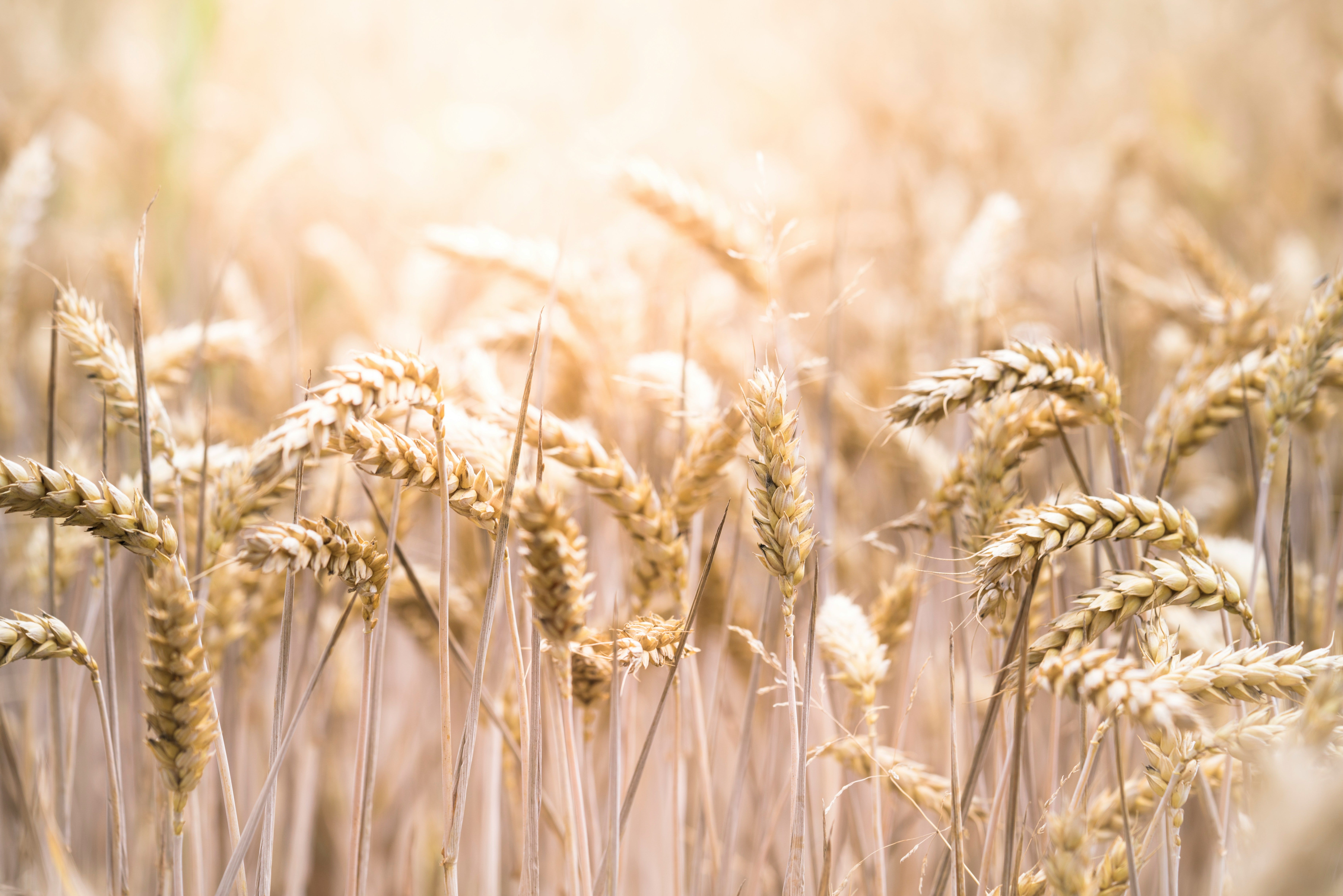 Rethinking Wellness