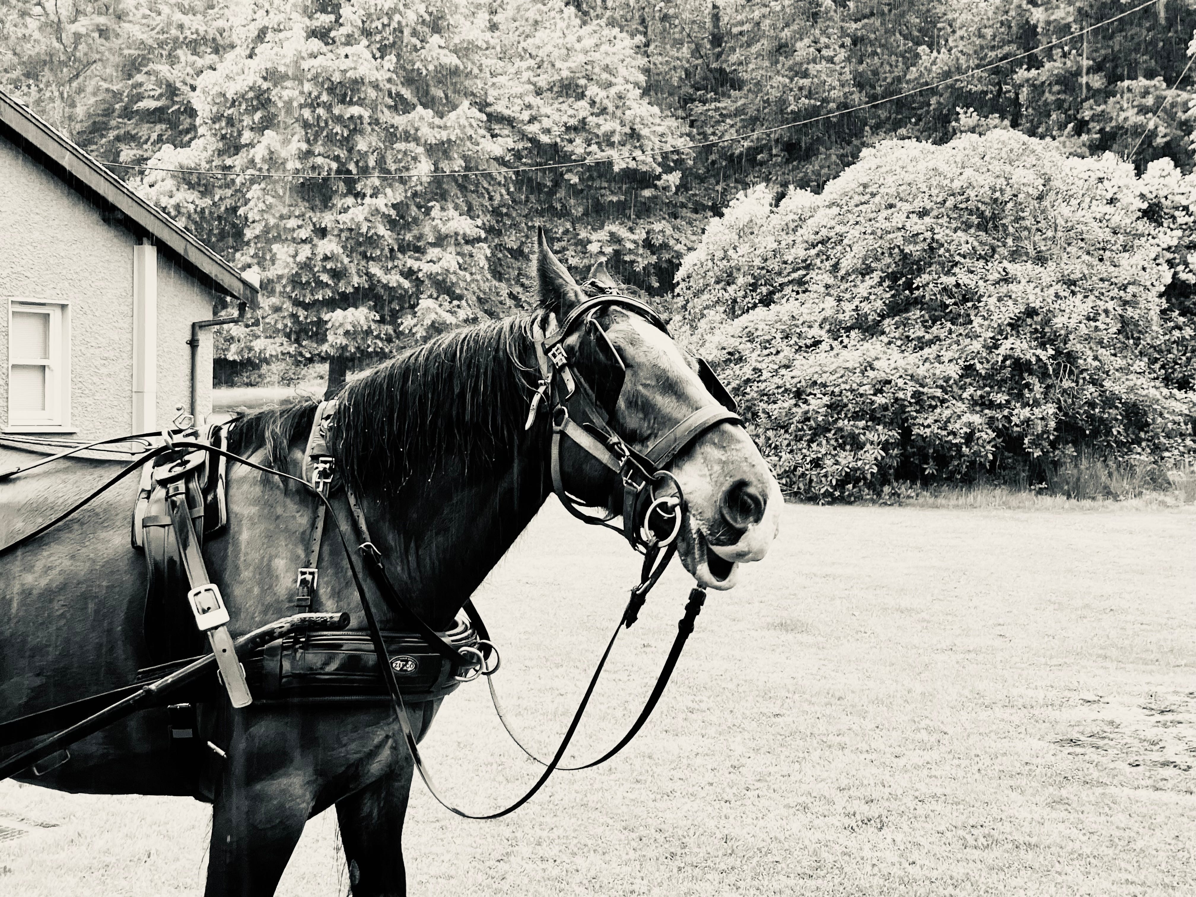 Omaha's Year of the Fire Horse; Season of the Fish Fry