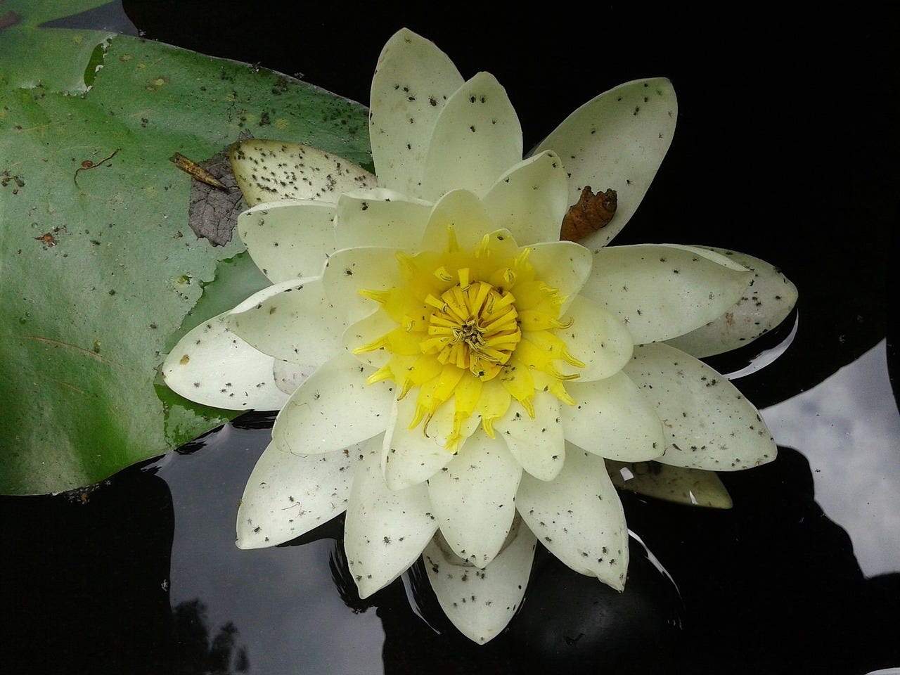 Kingdoms of Creation