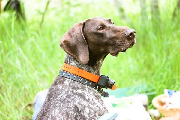 What happens when you publish a paper showing e-collars can be effective? Anamarie replies to negative feedback to her study. Plus: Annie tries to buy one.