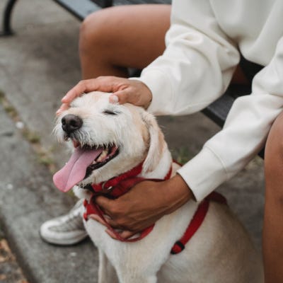 Two dog trainers' tips on bringing your dog to the dog park