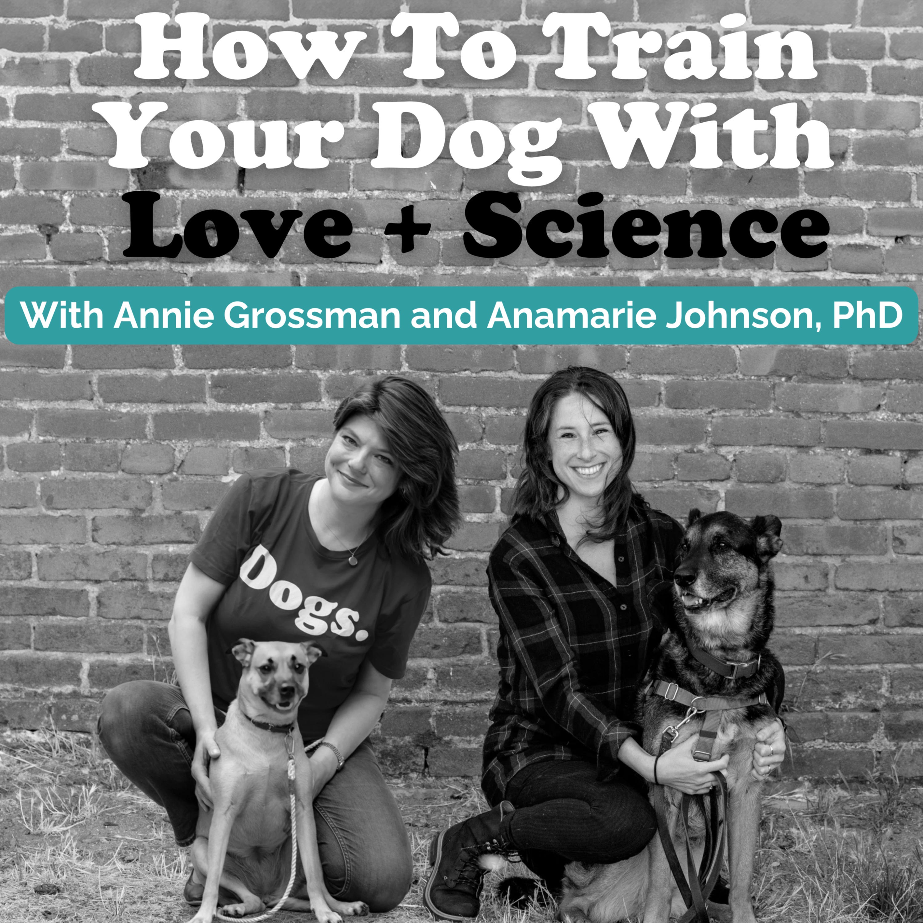 Dog Training Q and A! 3/11/2021:Bringing a fearful puppy onto the city streets and/or to the dog park