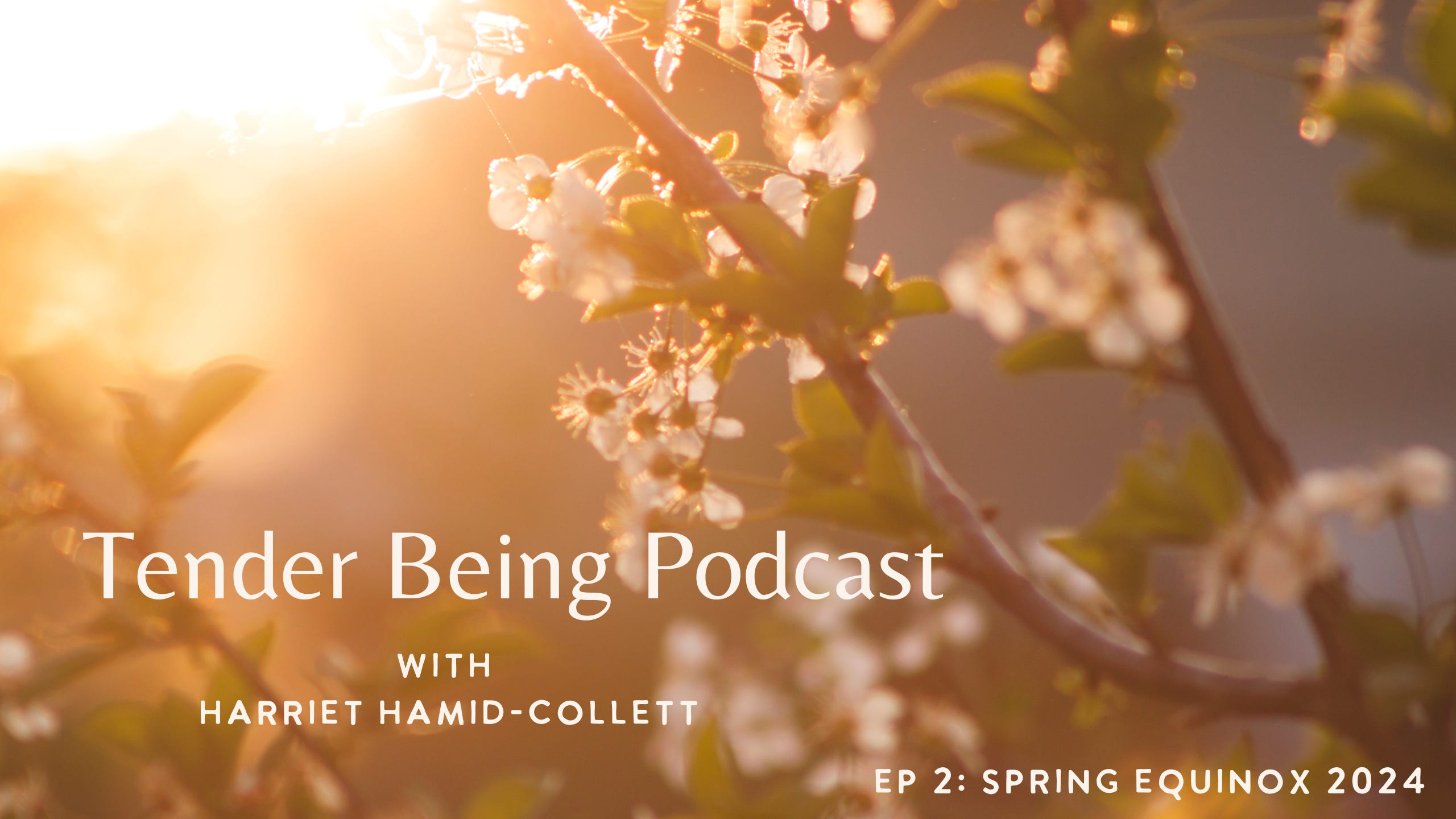 Tender Being with Harriet Hamid-Collett