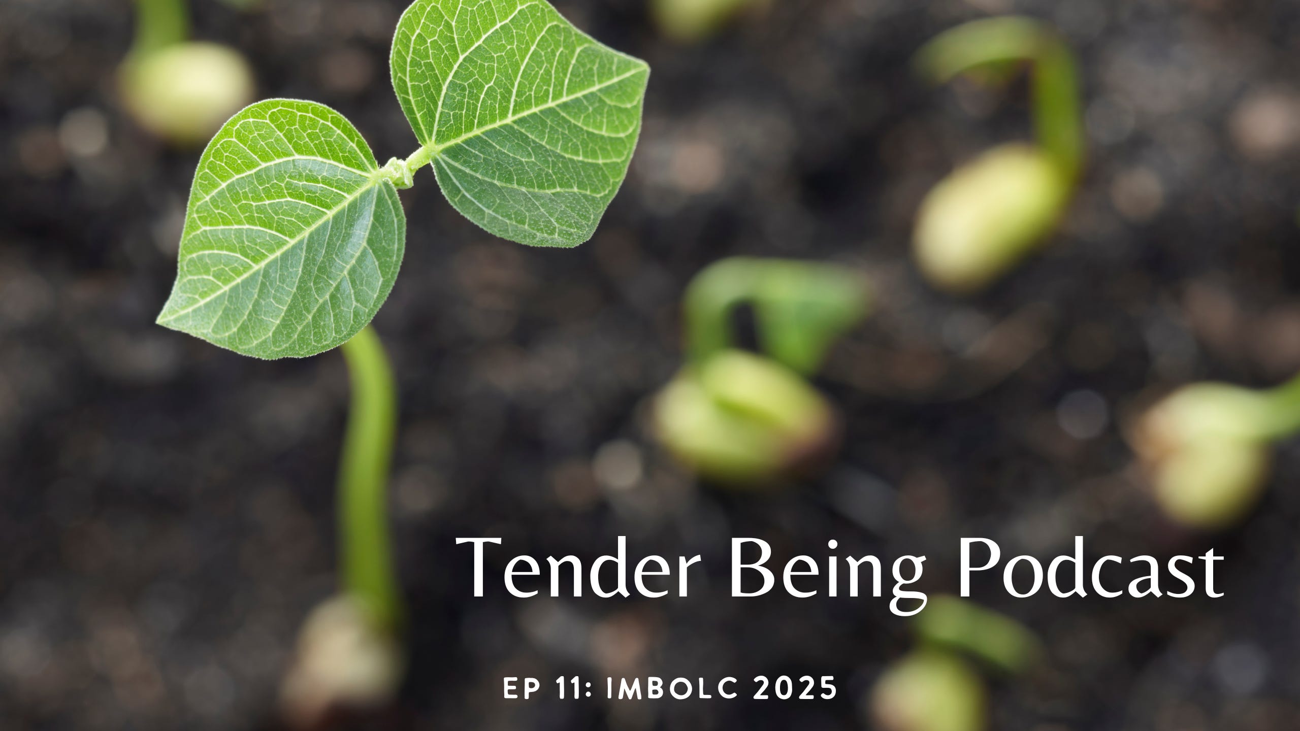 Tender Being with Harriet Hamid-Collett