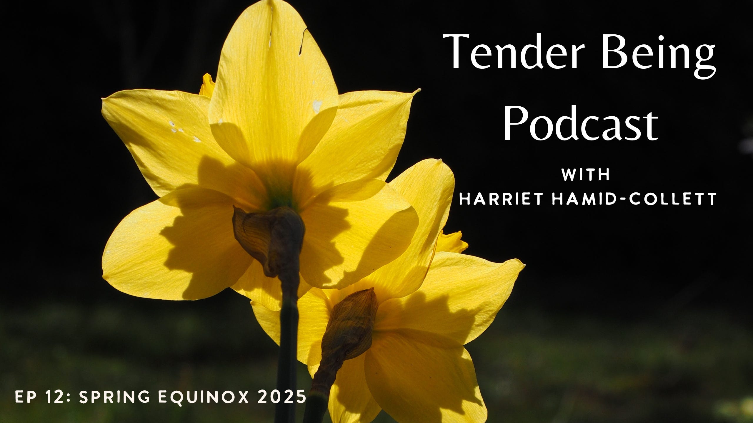 Tender Being with Harriet Hamid-Collett