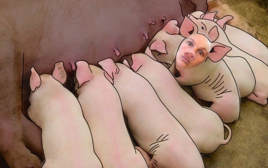 Suckling the industrial mother pig Suckling the industrial mother pig