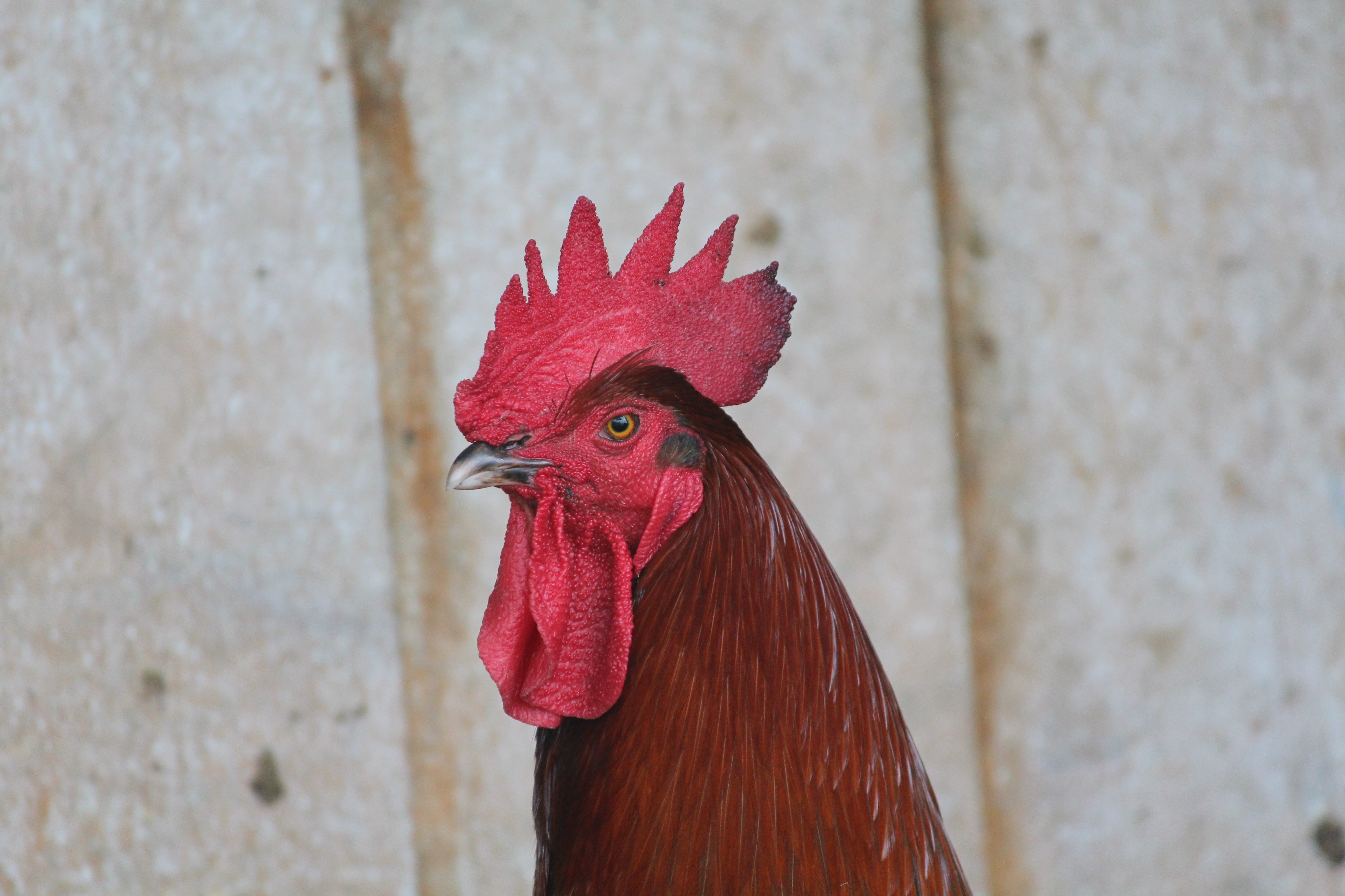 La Ferme Sauvage